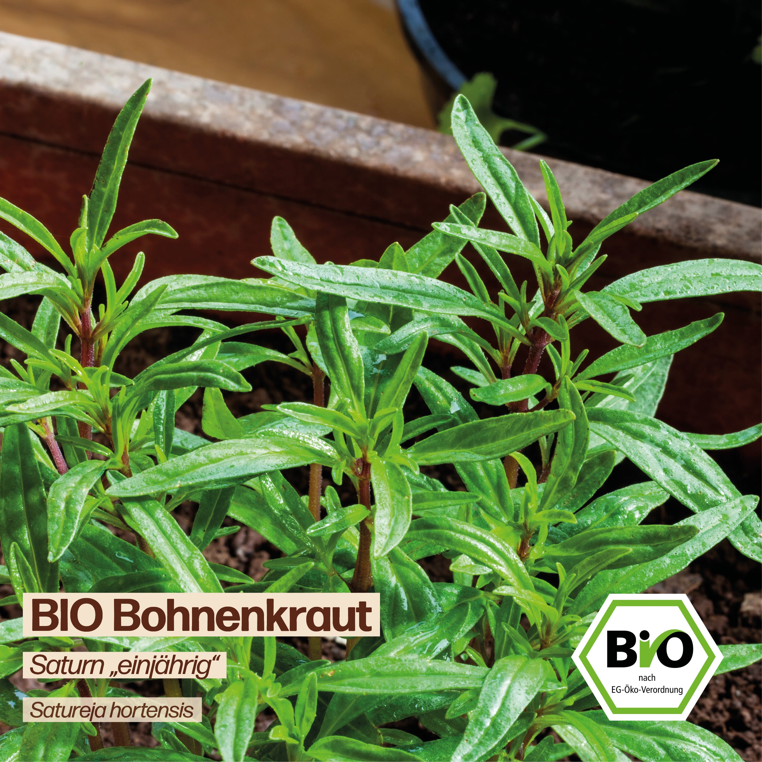 BIO Bohnenkraut "Saturn"