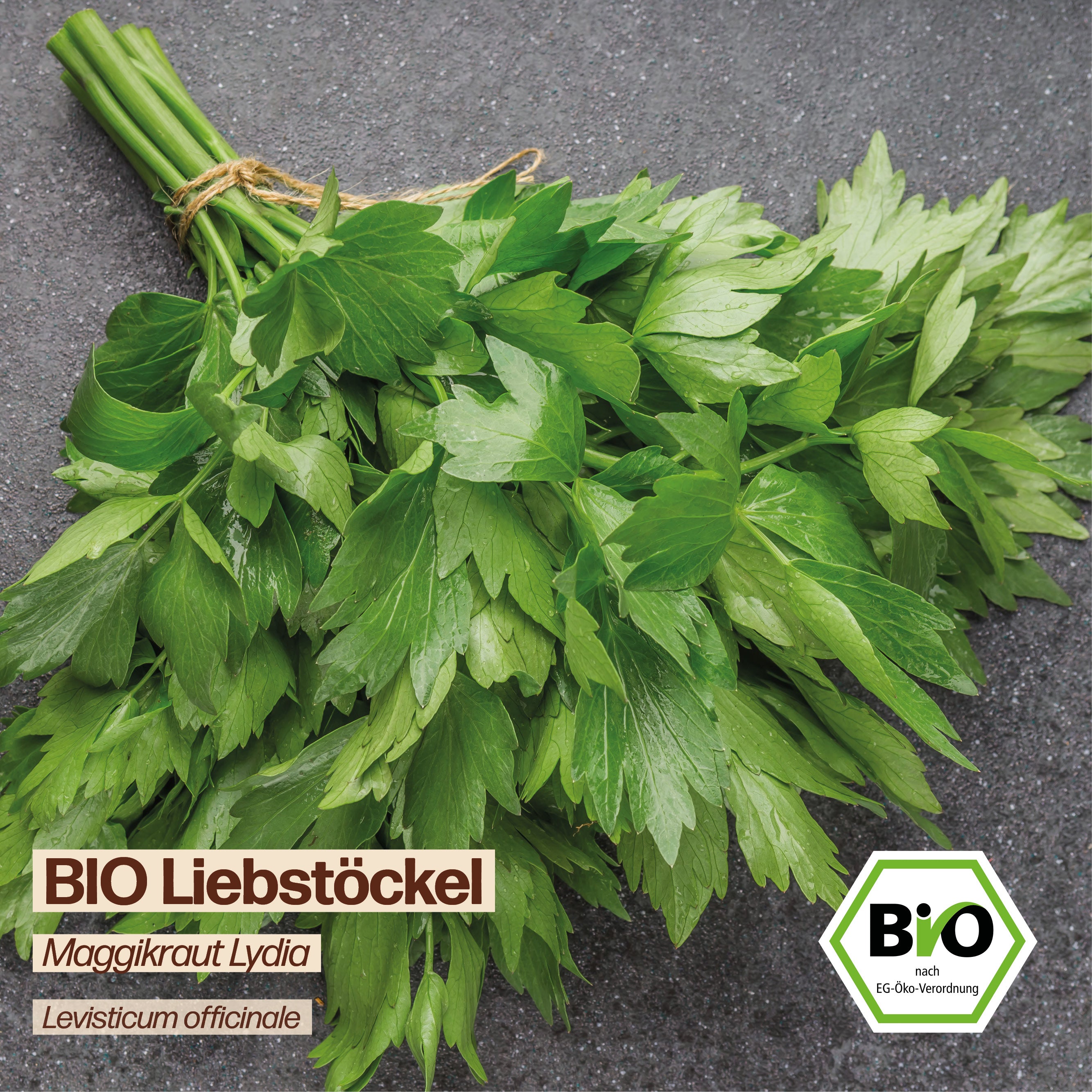BIO Liebstöckel "Maggikraut Lydia"