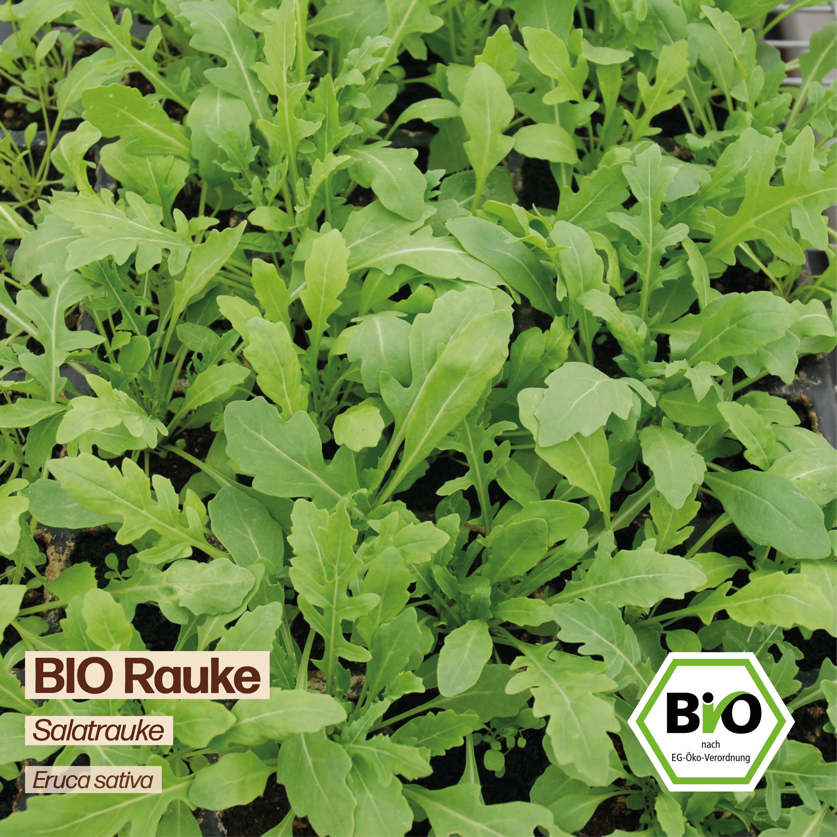 BIO Rauke "Salatrauke"