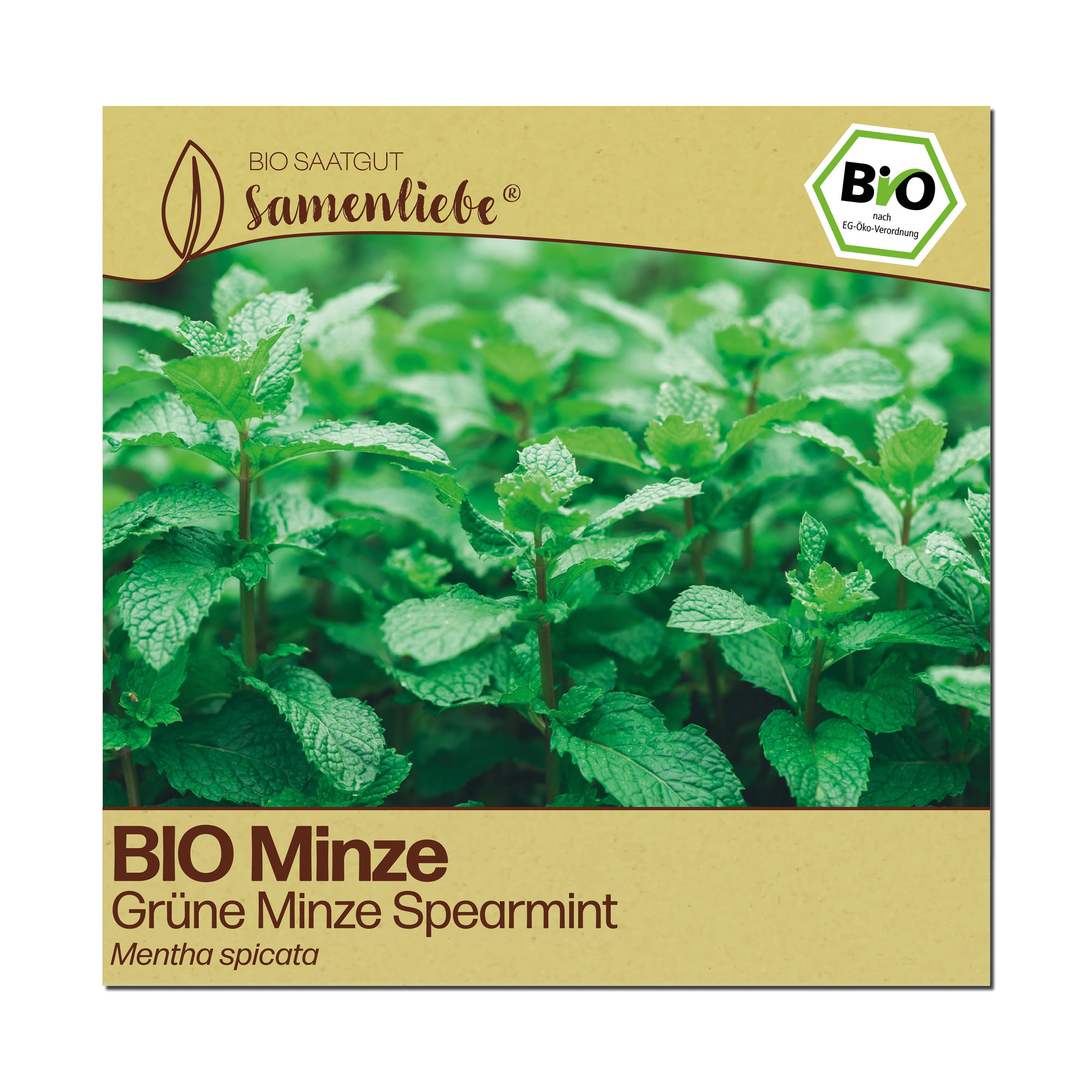 BIO Minze "Grüne Cocktail-Minze"