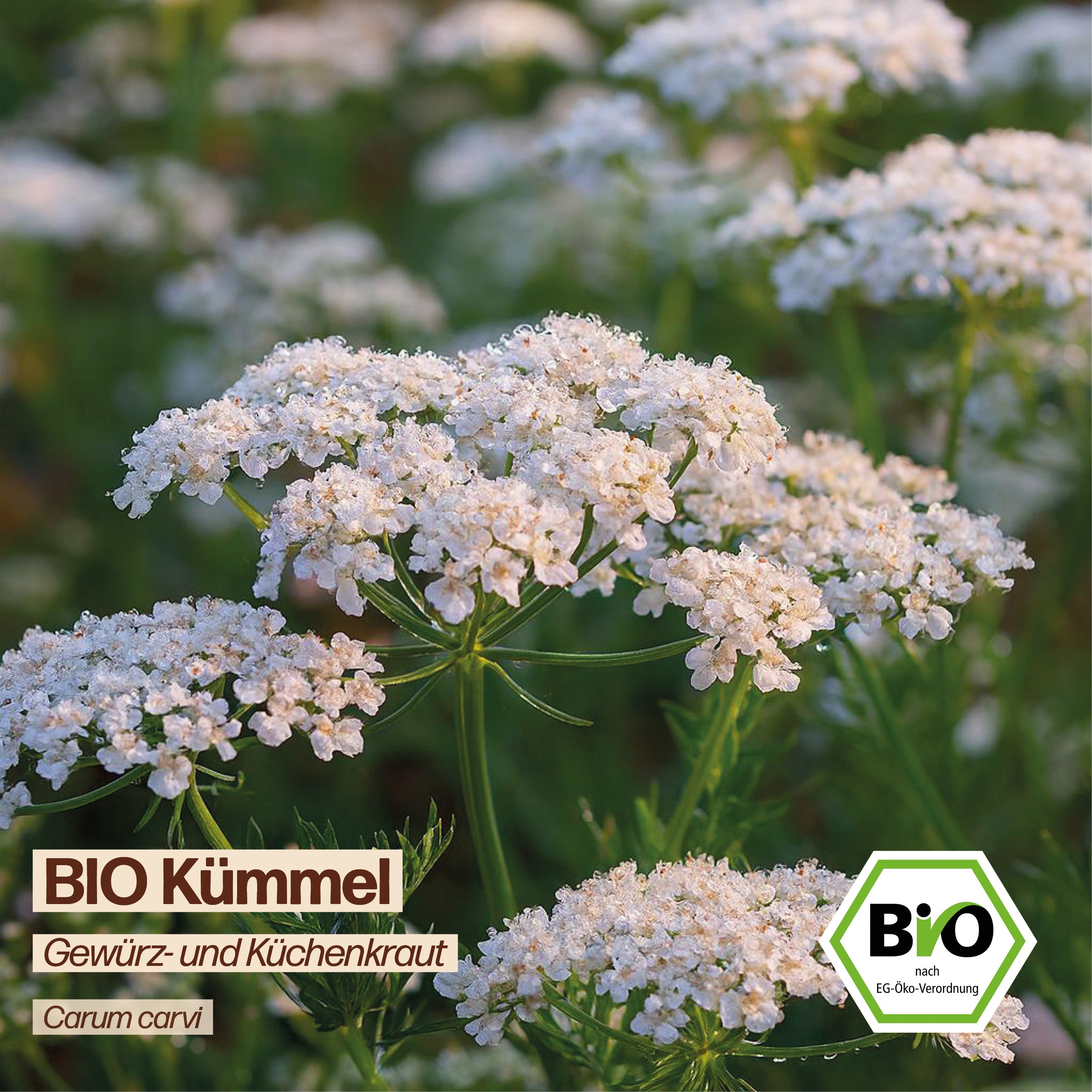 BIO Kümmel "Küchenkraut"