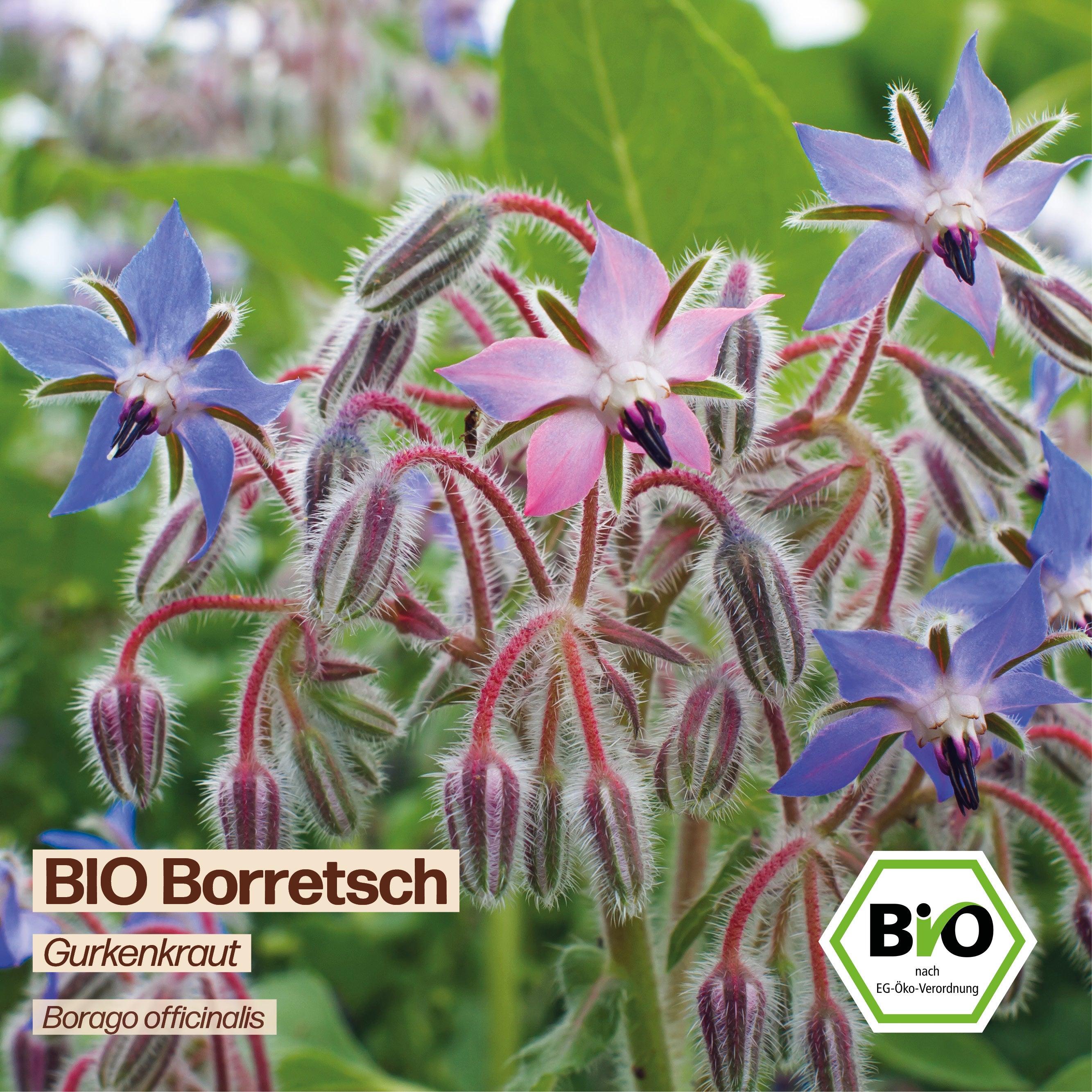 BIO Borretsch "Gurkenkraut"