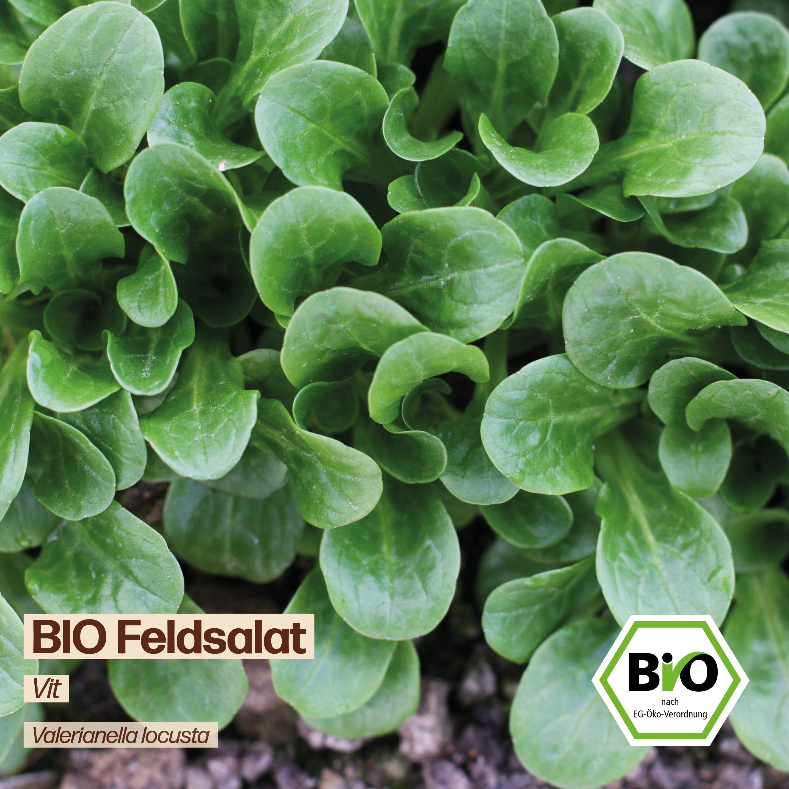 BIO Feldsalat "Vit"