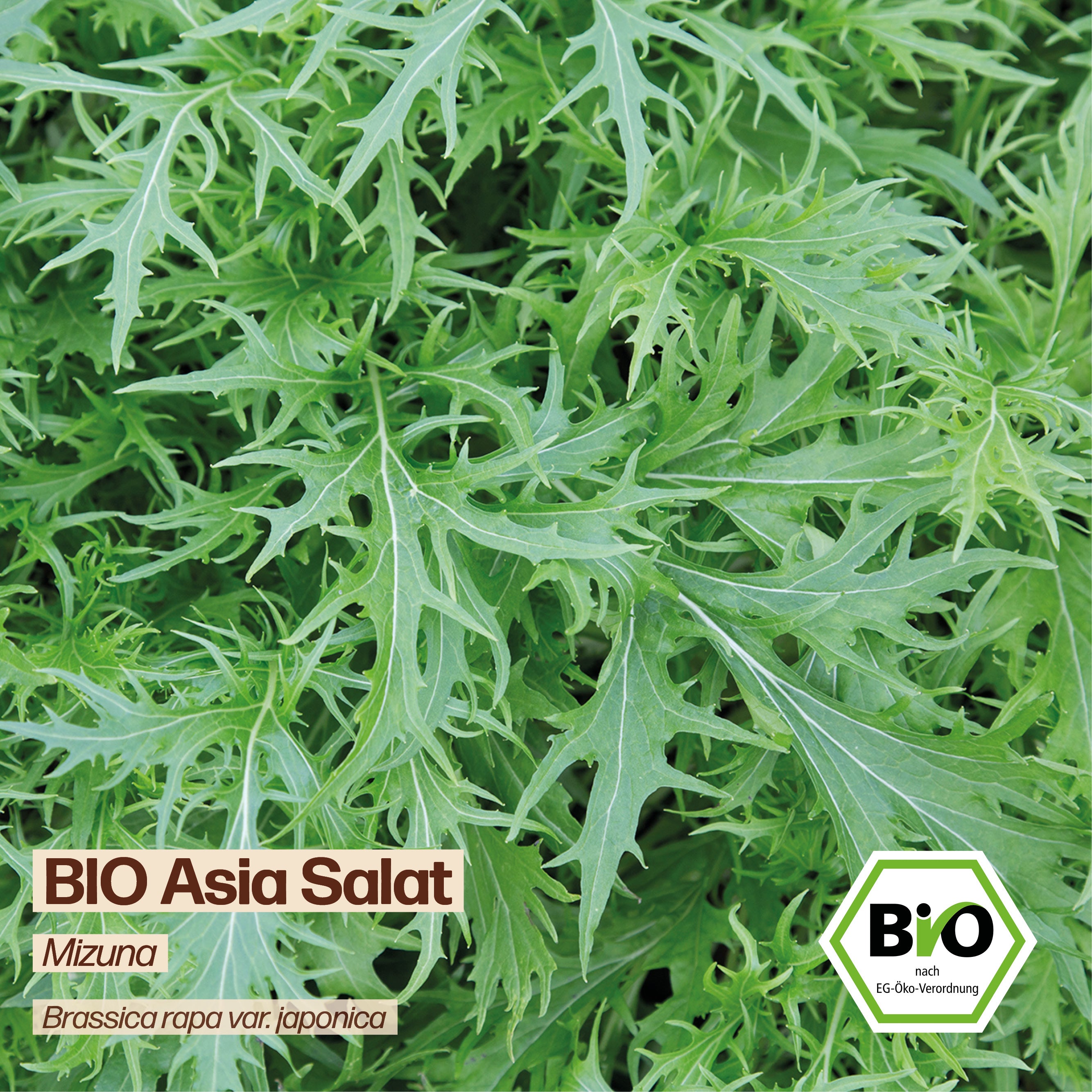 BIO Asia Salat "Mizuna"