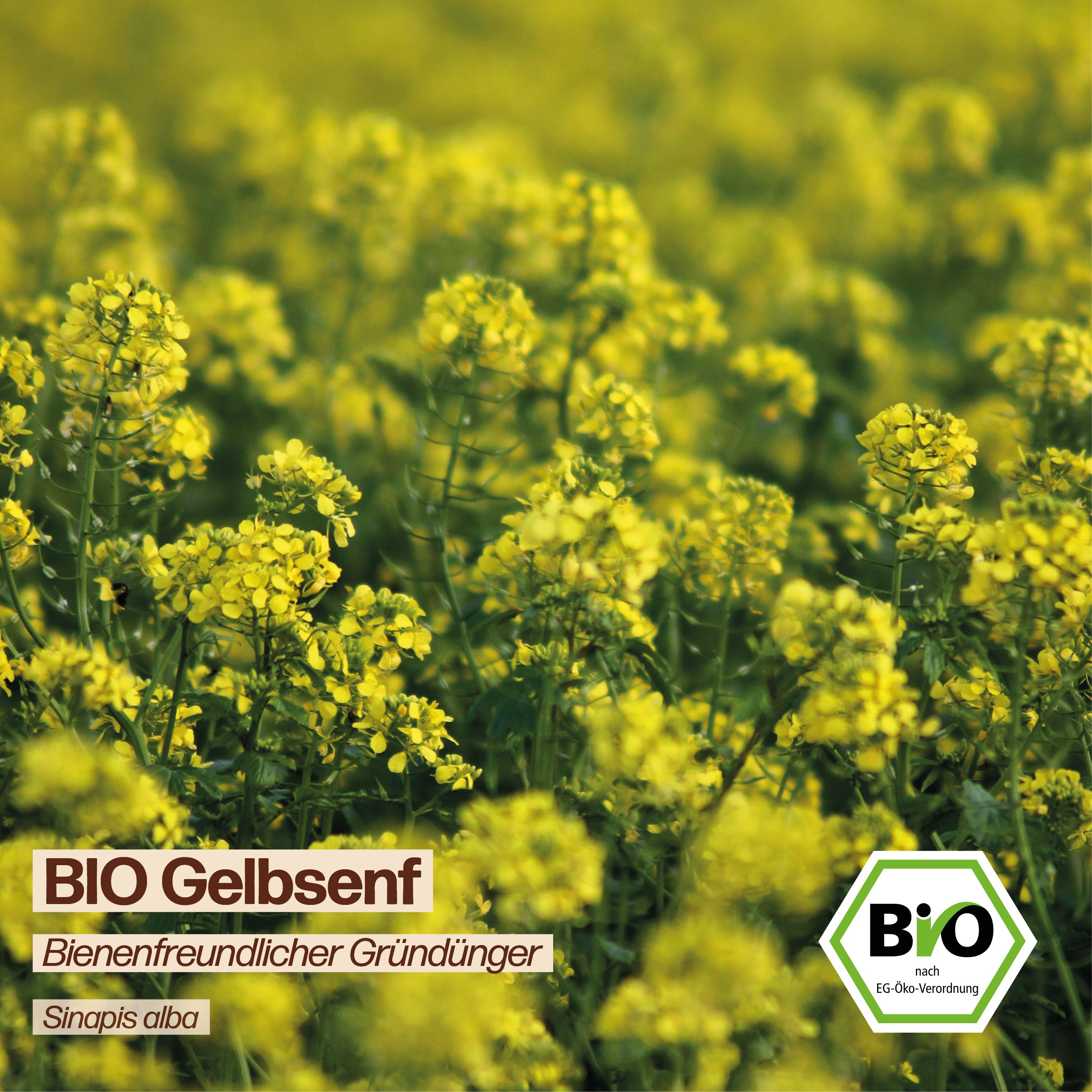 BIO Gelbsenf "Bienenweide"