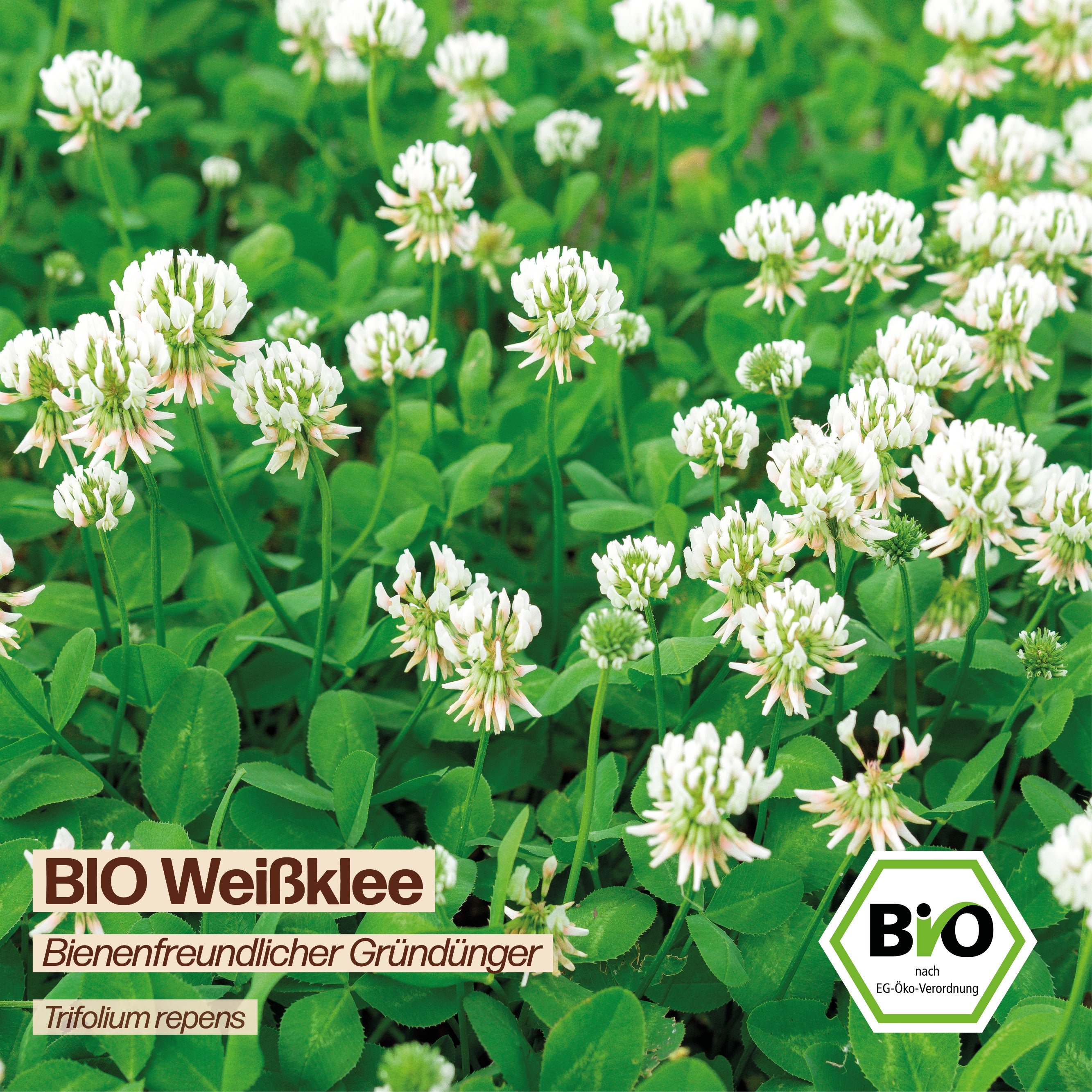BIO Weißklee "Bienenfreundlicher Gründünger"
