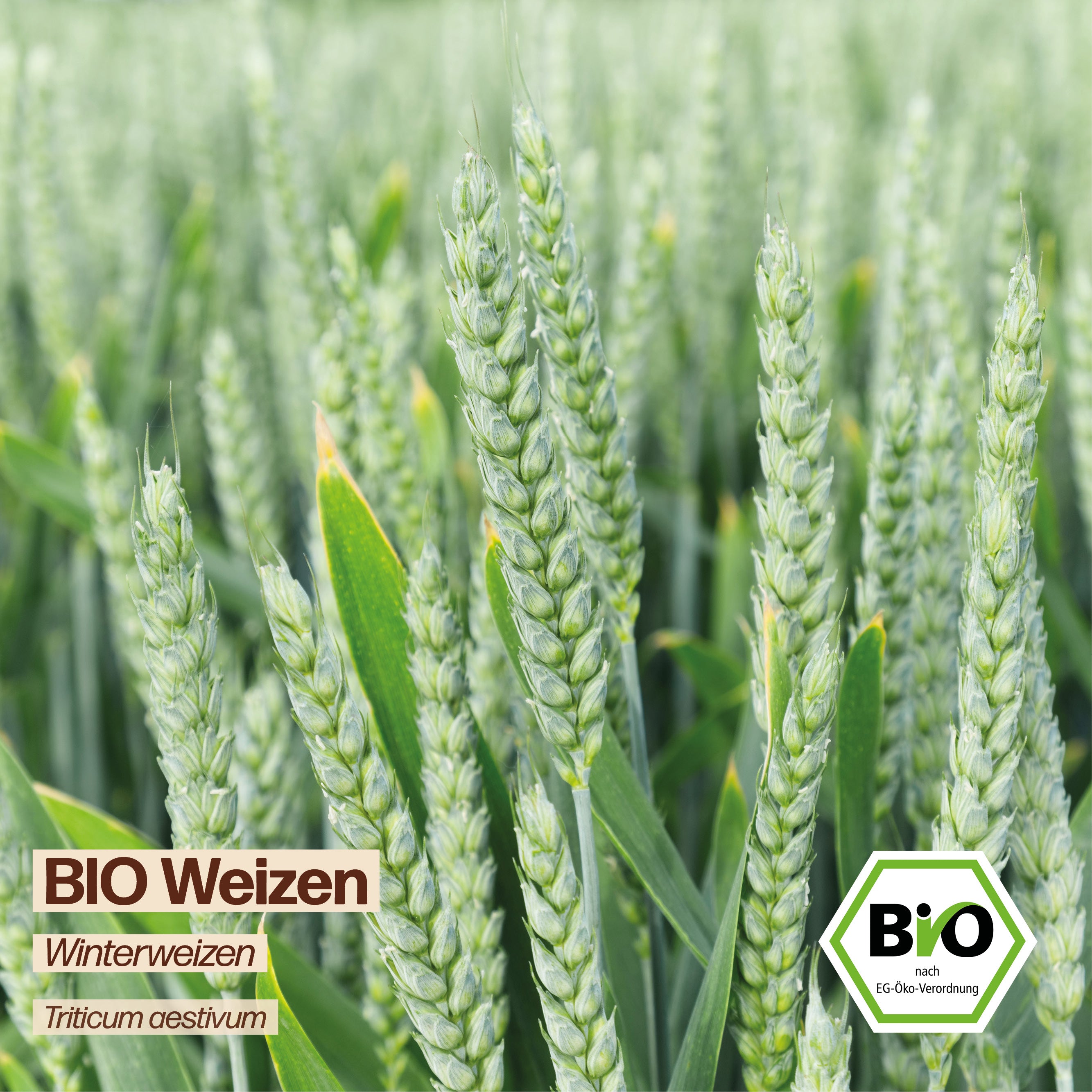 BIO Weizen "Winterweizen"