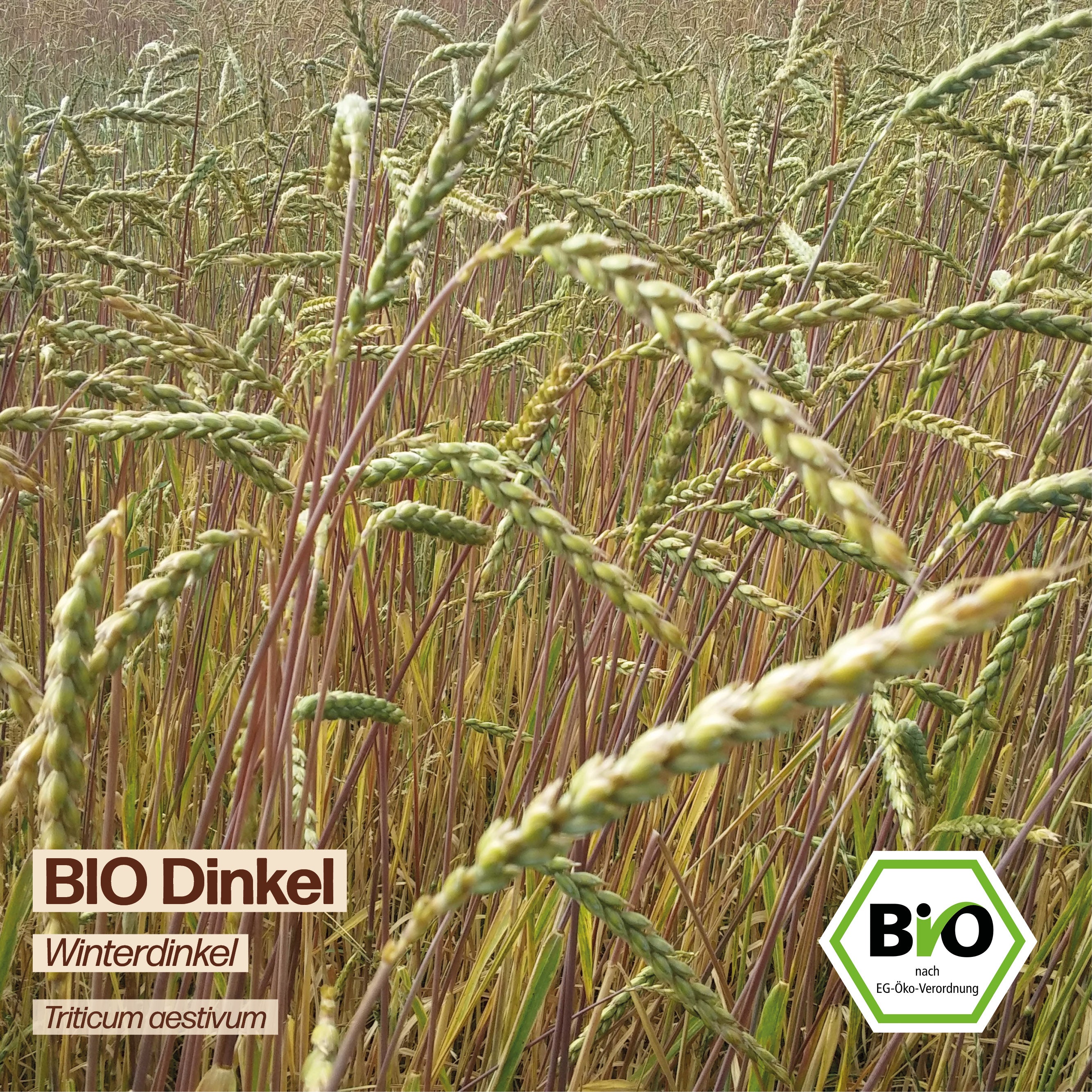 BIO Dinkel "Winterdinkel"
