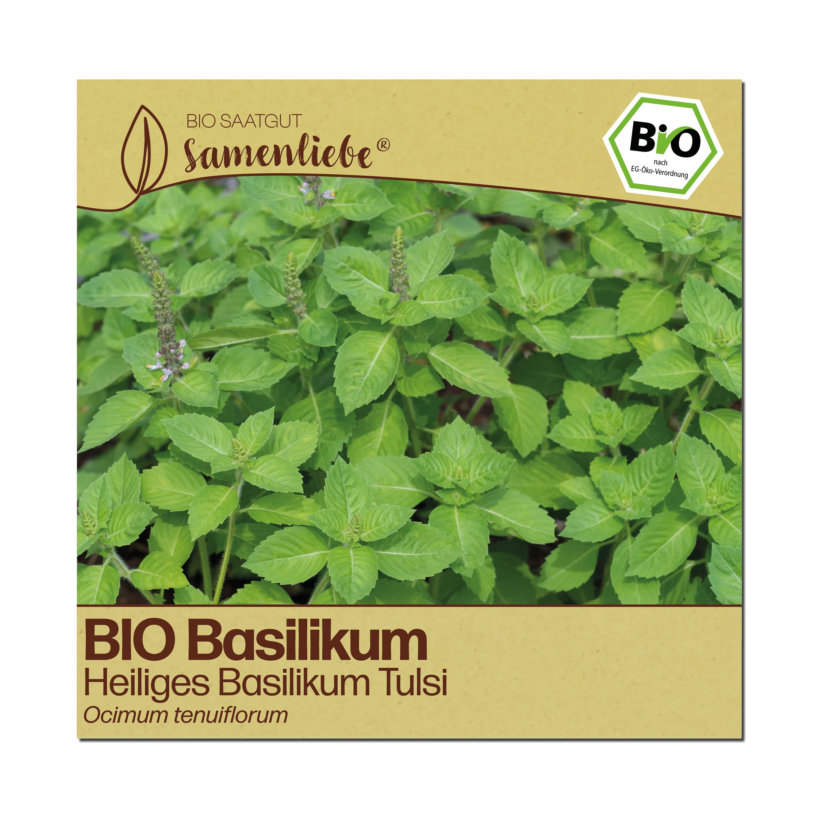 BIO Basilikum "Heiliges Basilikum Tulsi"