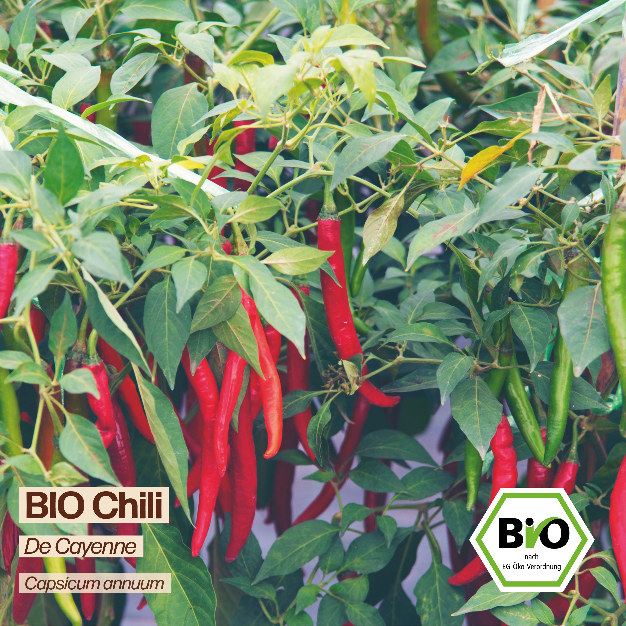 BIO Chili "De Cayenne"