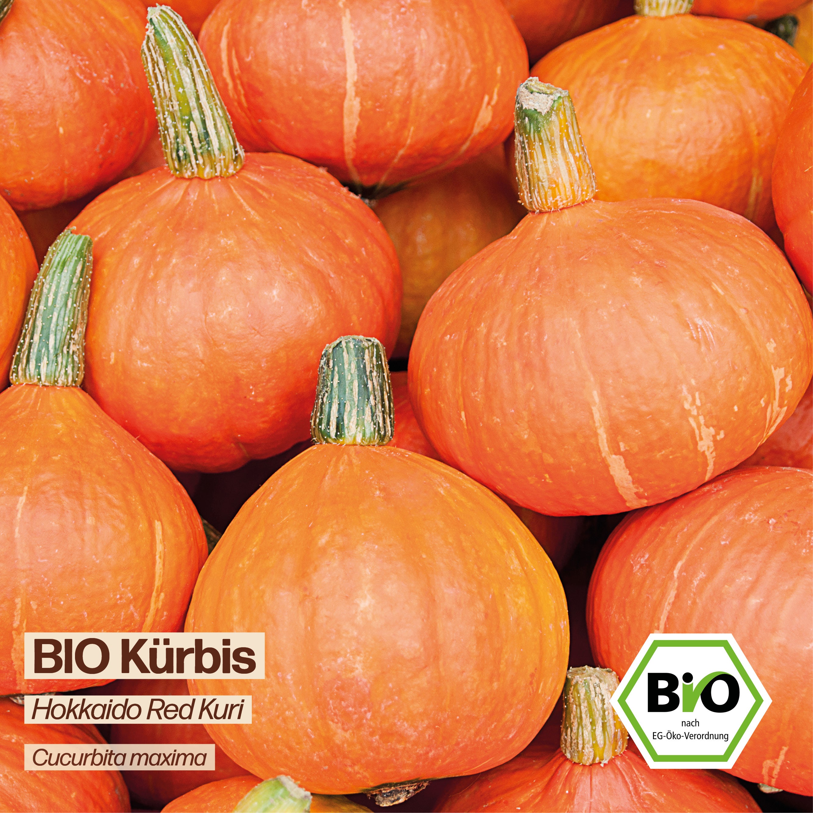 BIO Kürbis "Red Kuri"