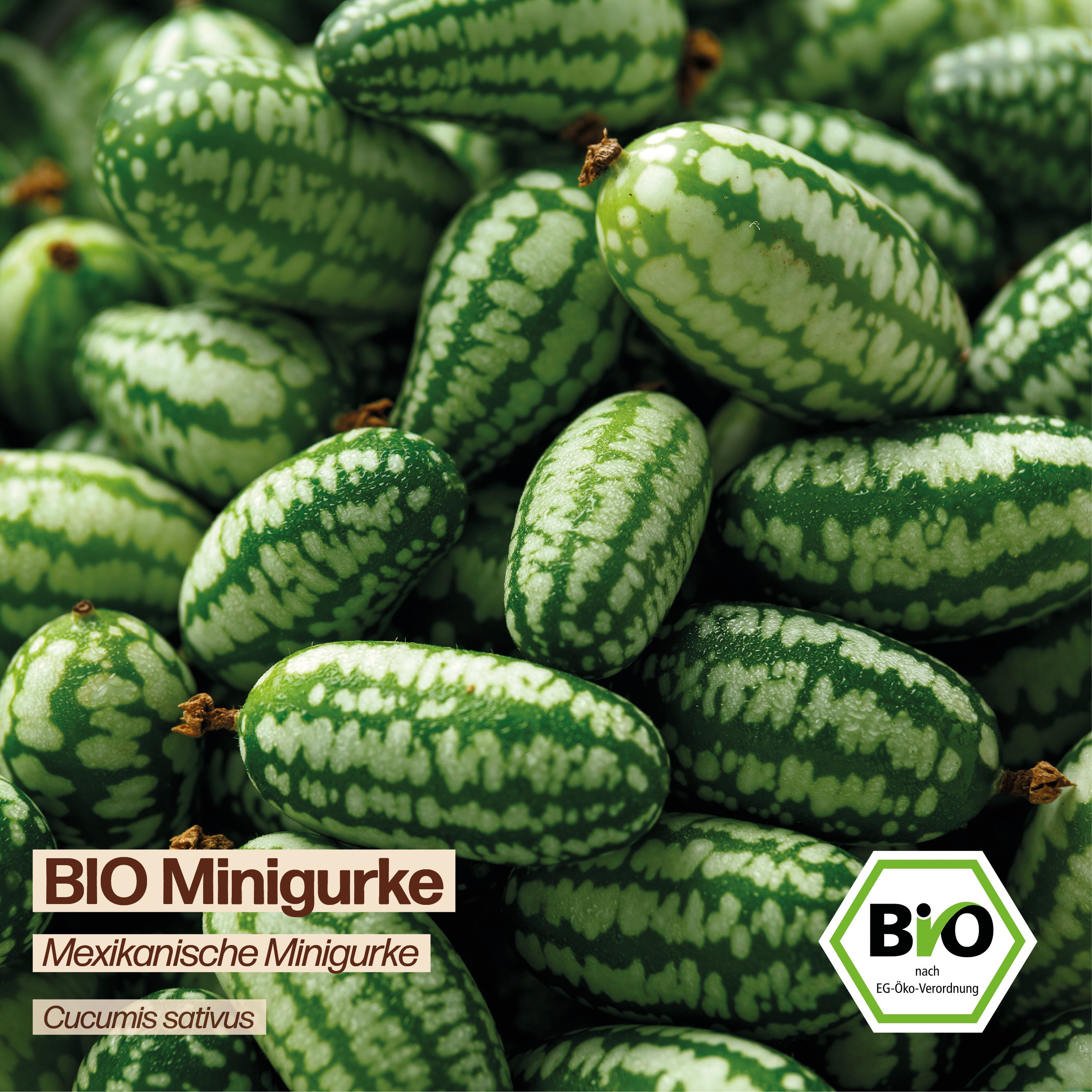 BIO Gurke "Mexikanische Minigurke"