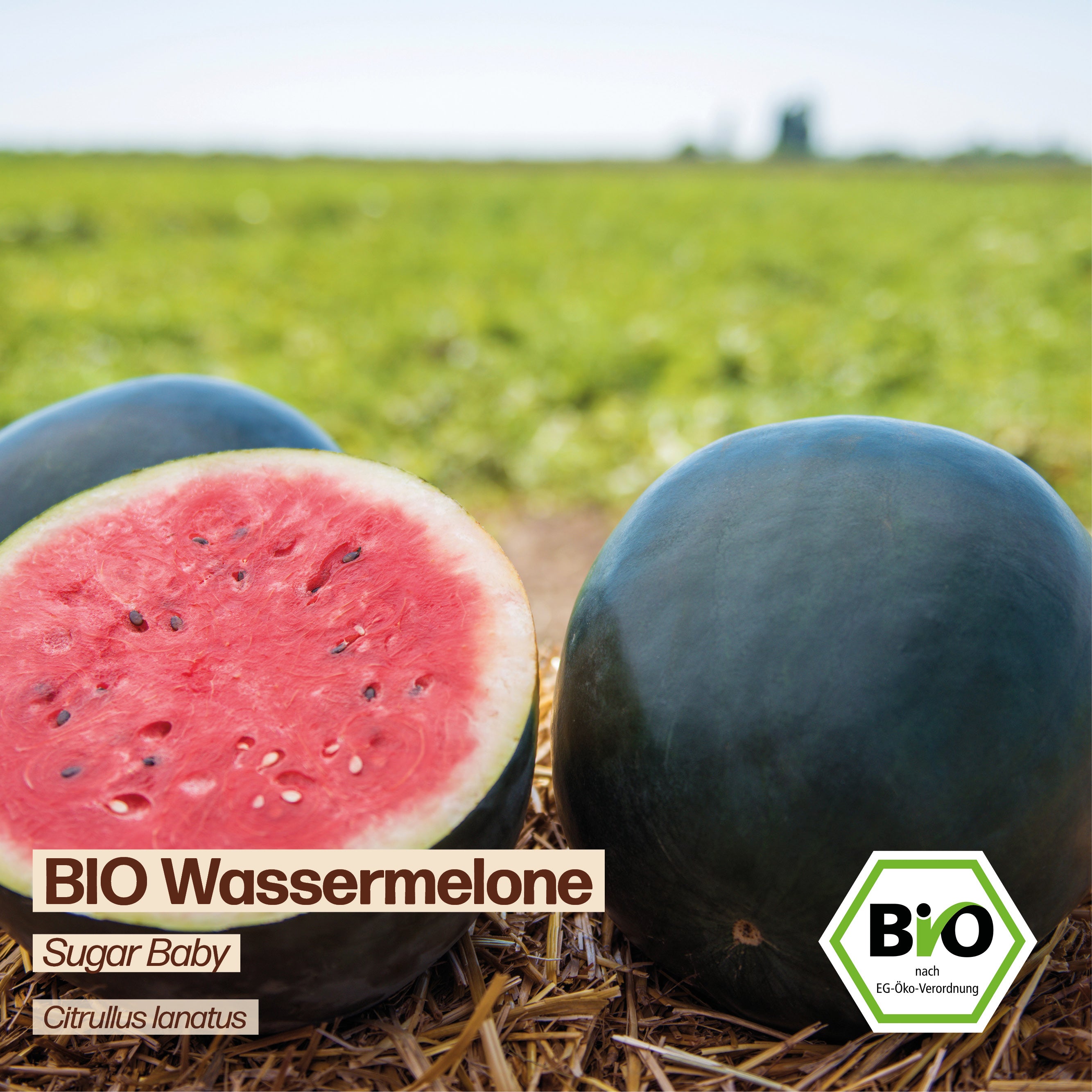 BIO Melone "Sugar Baby"