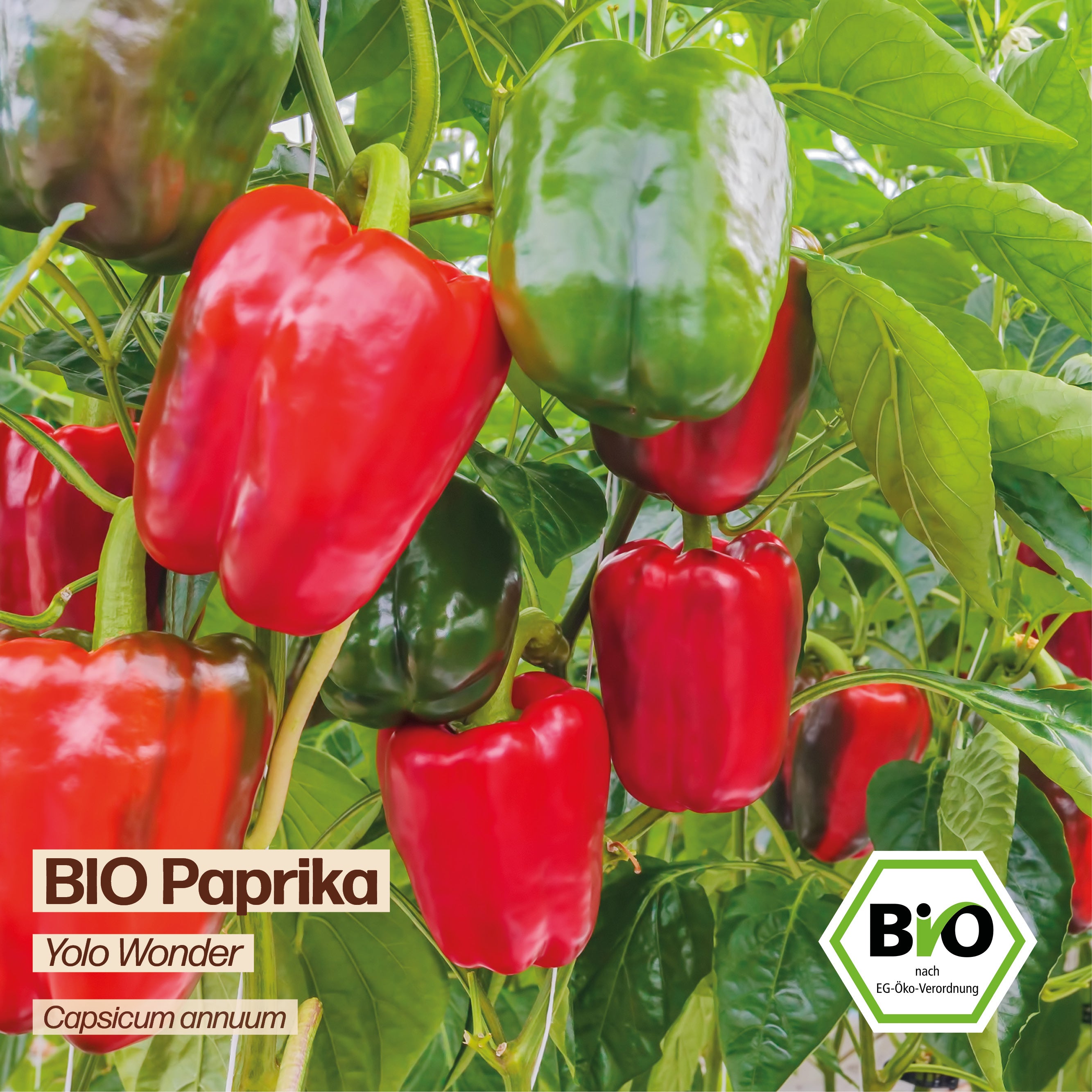 BIO Paprika "Yolo Wonder"