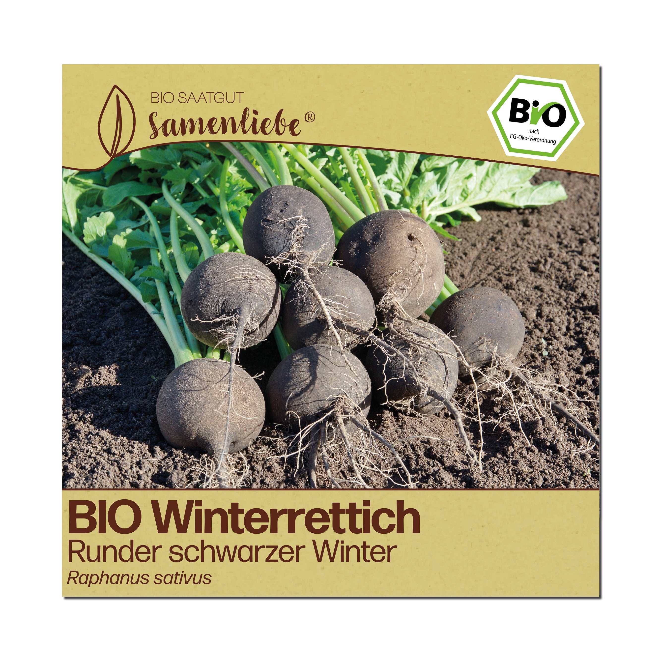 BIO Rettich "Runder schwarzer Winter"