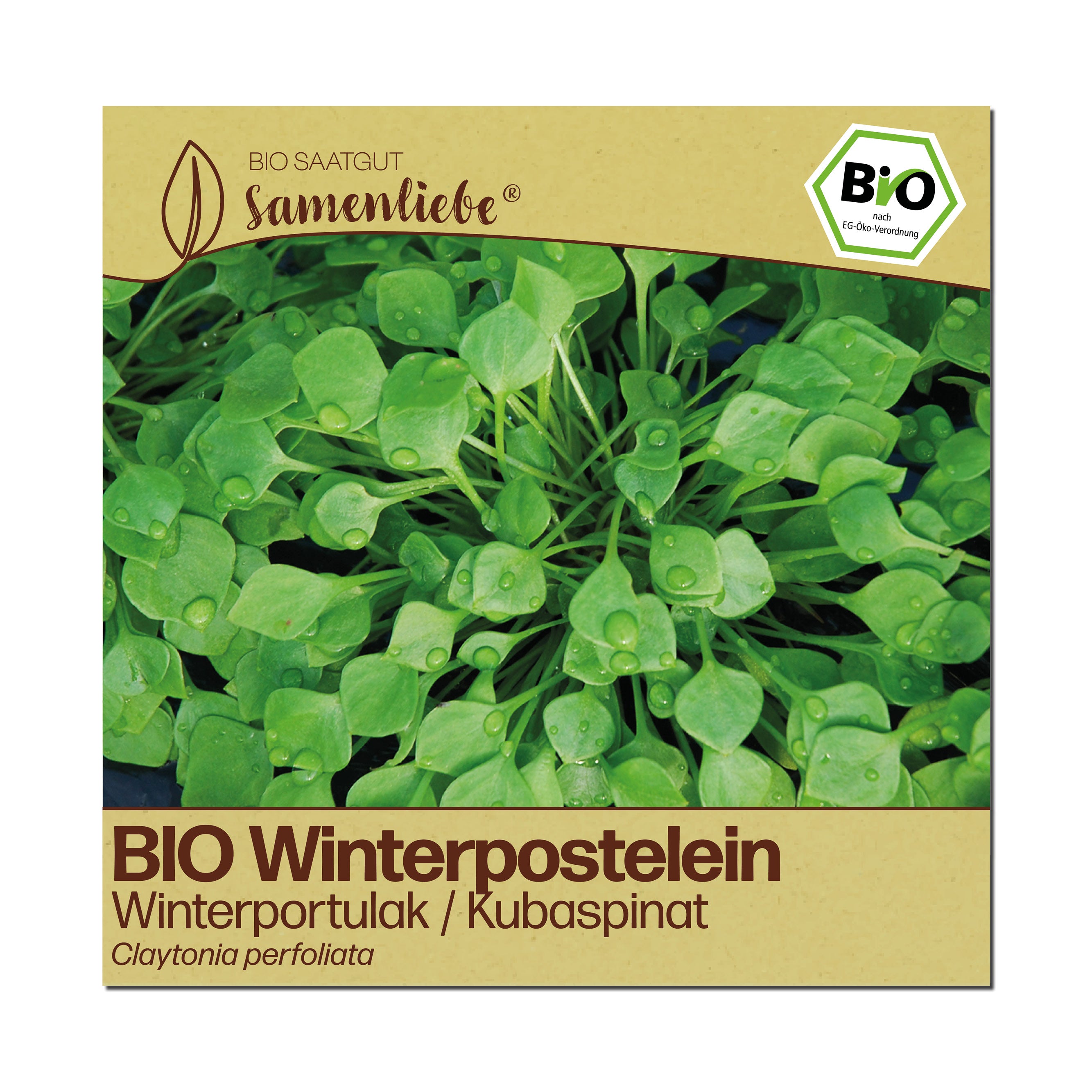 BIO Winterpostelein "Winterportulak Kubaspinat"
