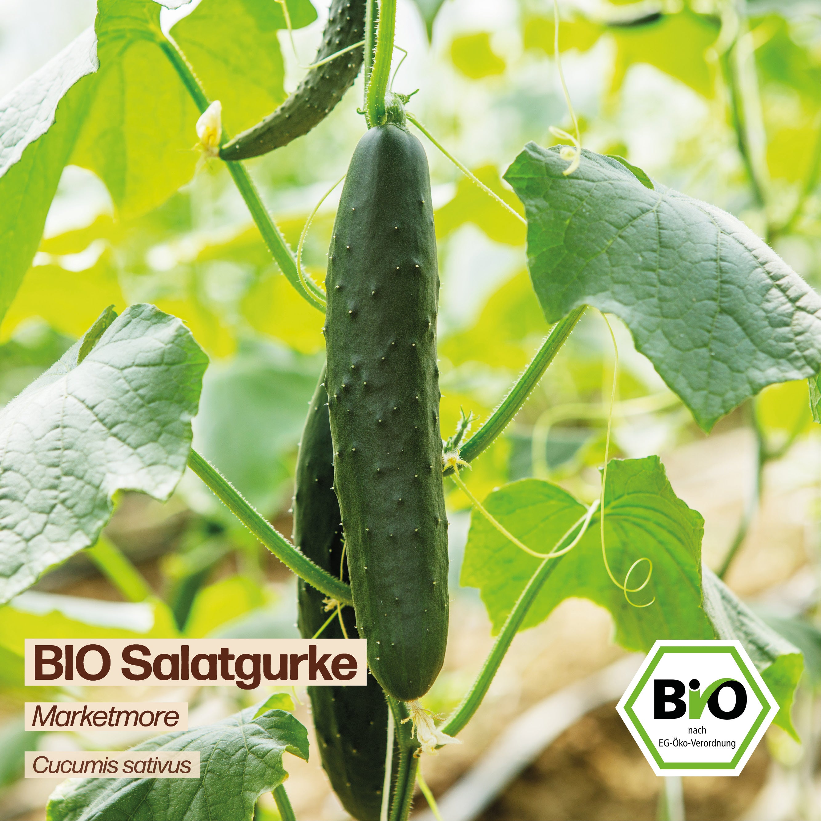 BIO Gurke "Marketmore"
