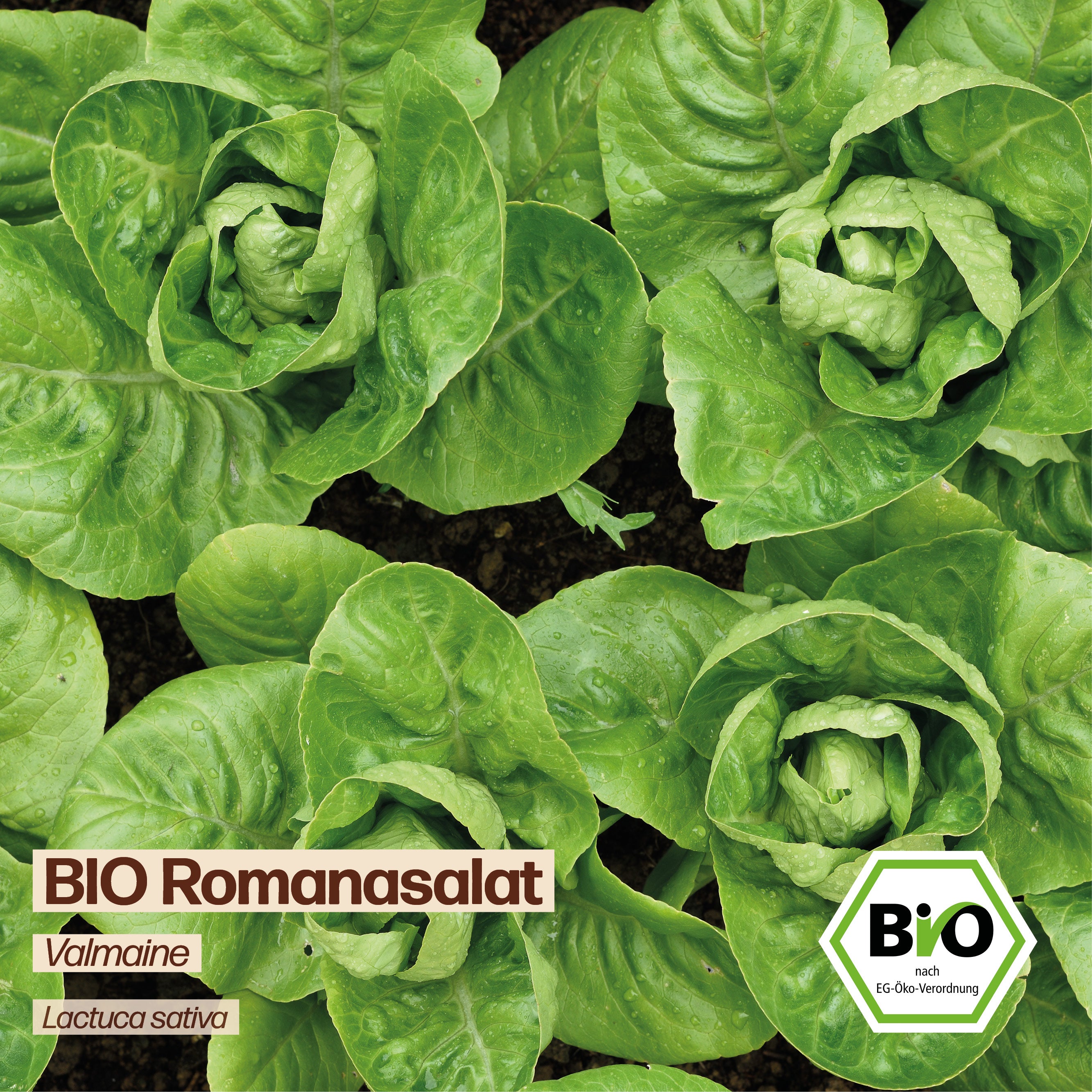 BIO Salat "Valmaine"