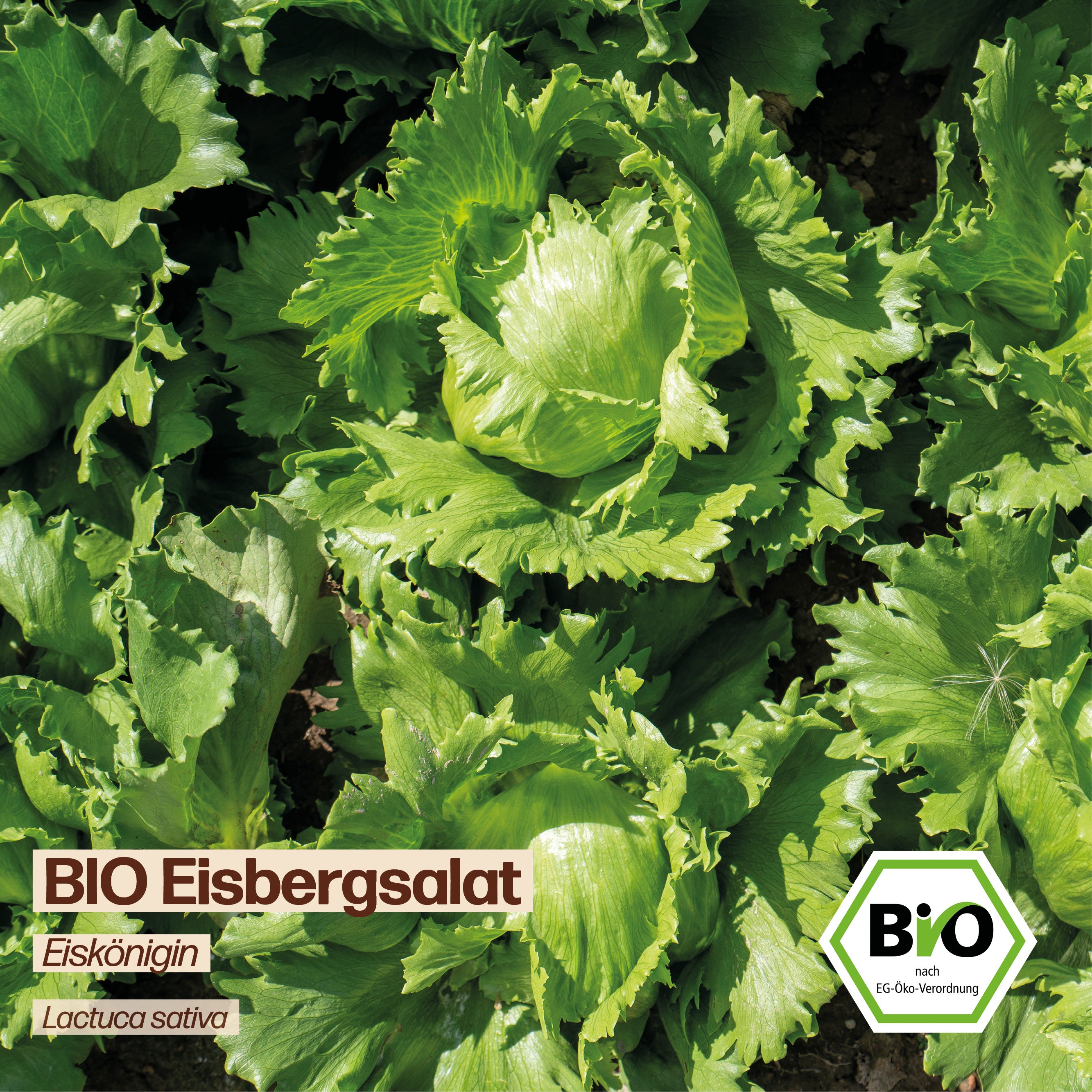 BIO Salat "Eiskönigin"