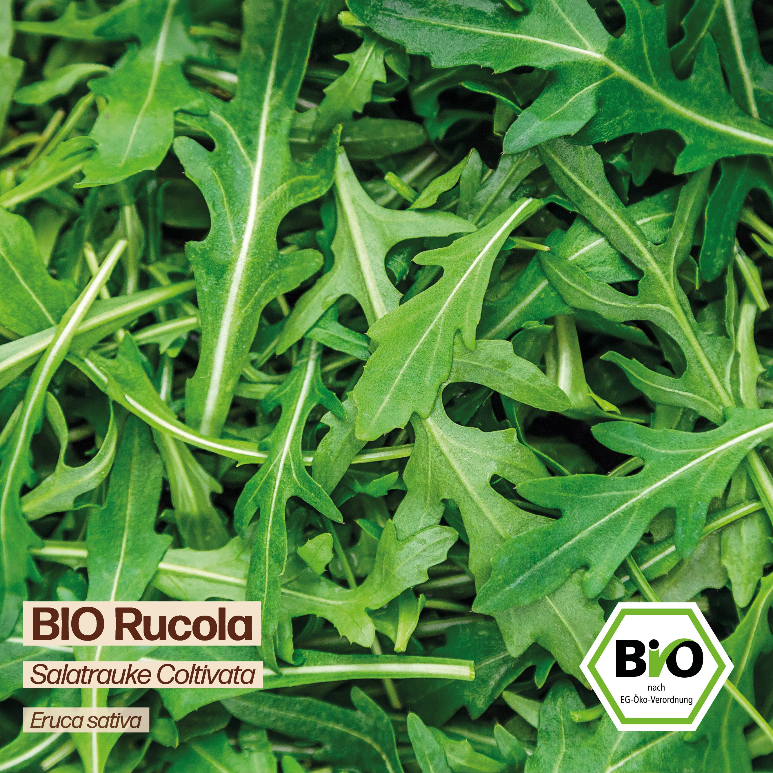 BIO Rucola "Coltivata"