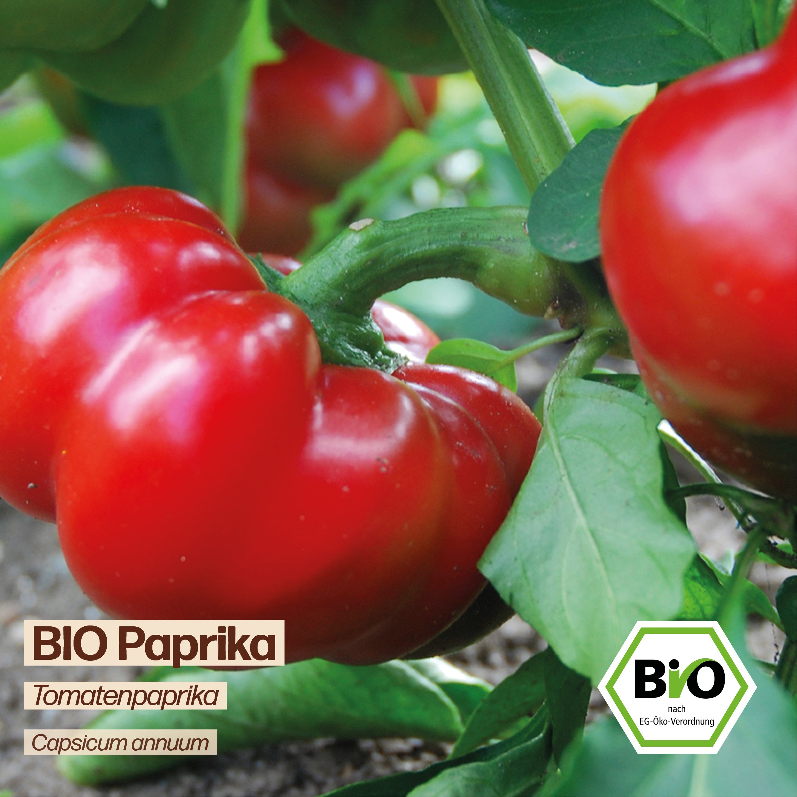 BIO Paprika "Tomatenpaprika"