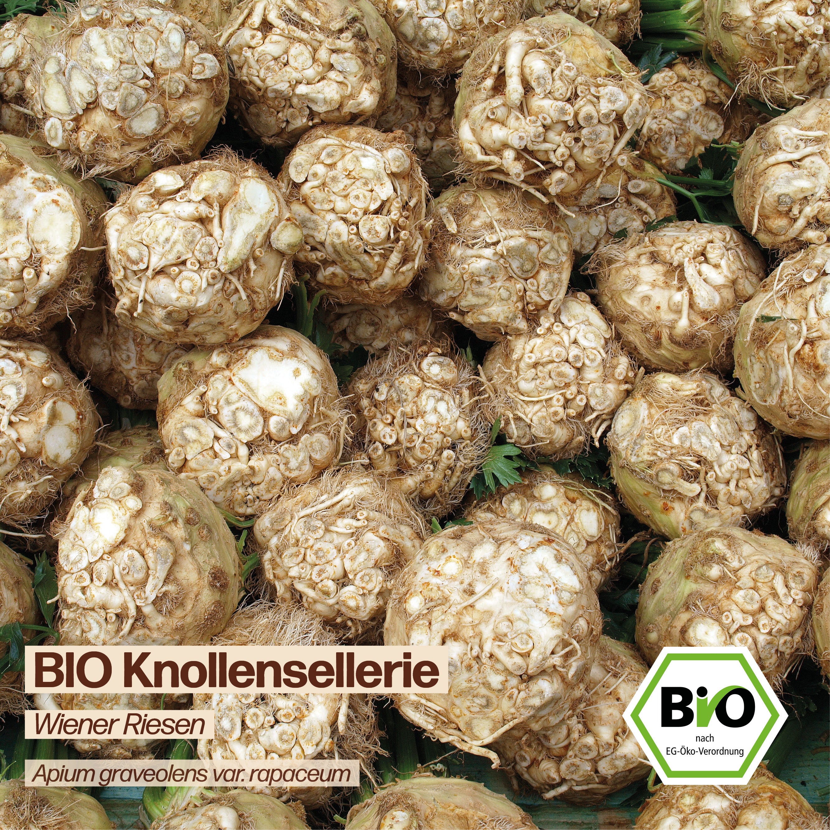 BIO Knollensellerie "Wiener Riesen"