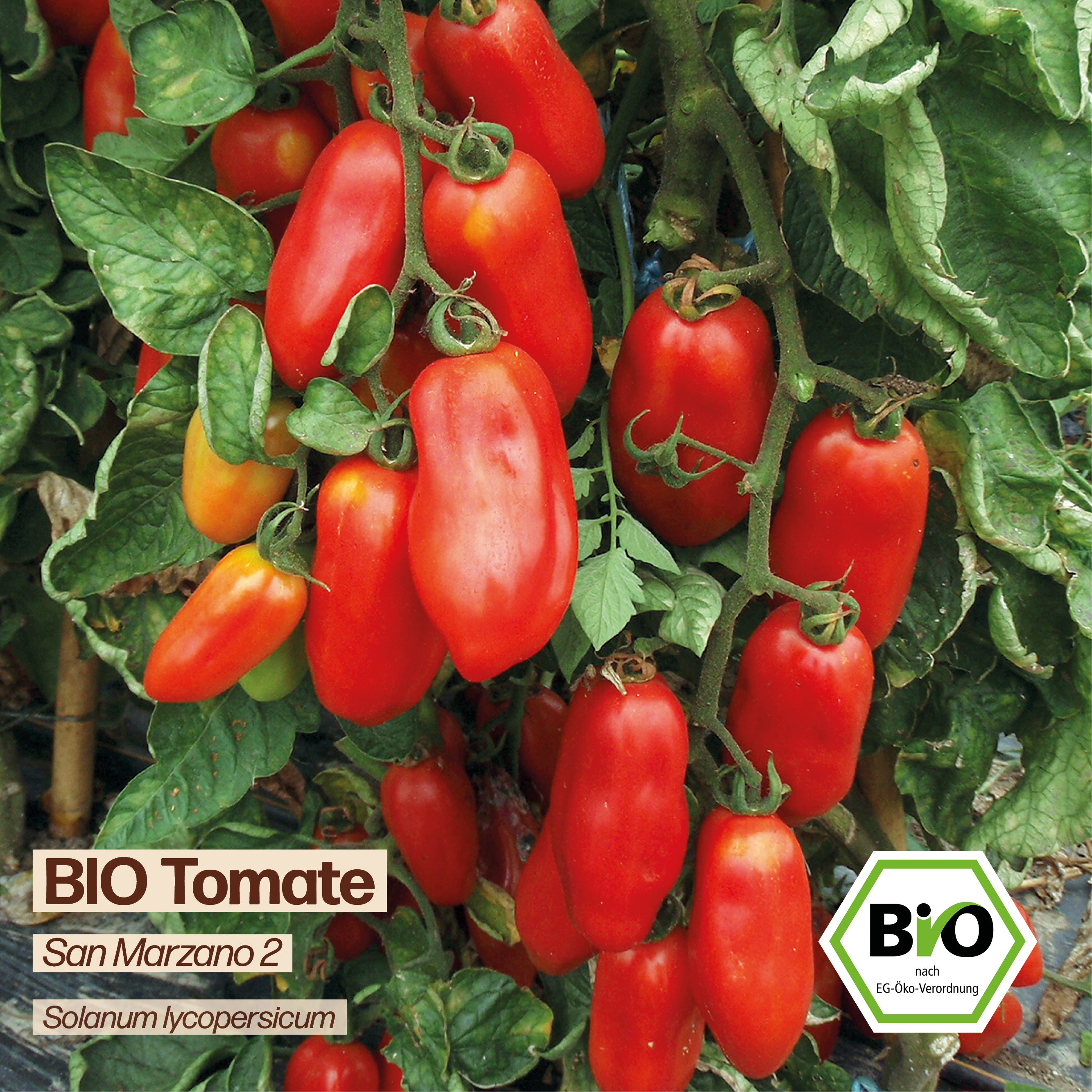 BIO Tomate "San Marzano 2"