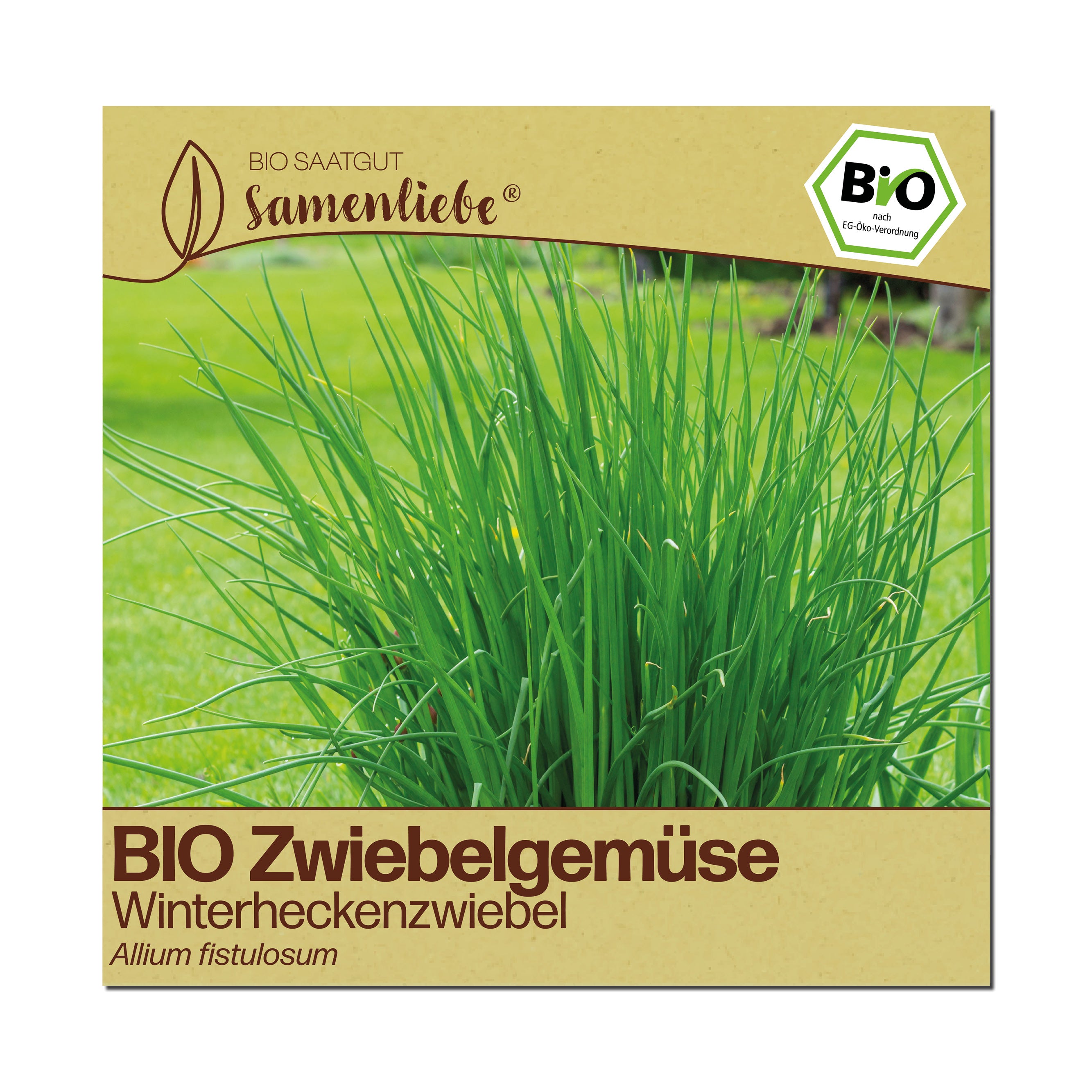 BIO Winterheckenzwiebel "Zwiebelgemüse"