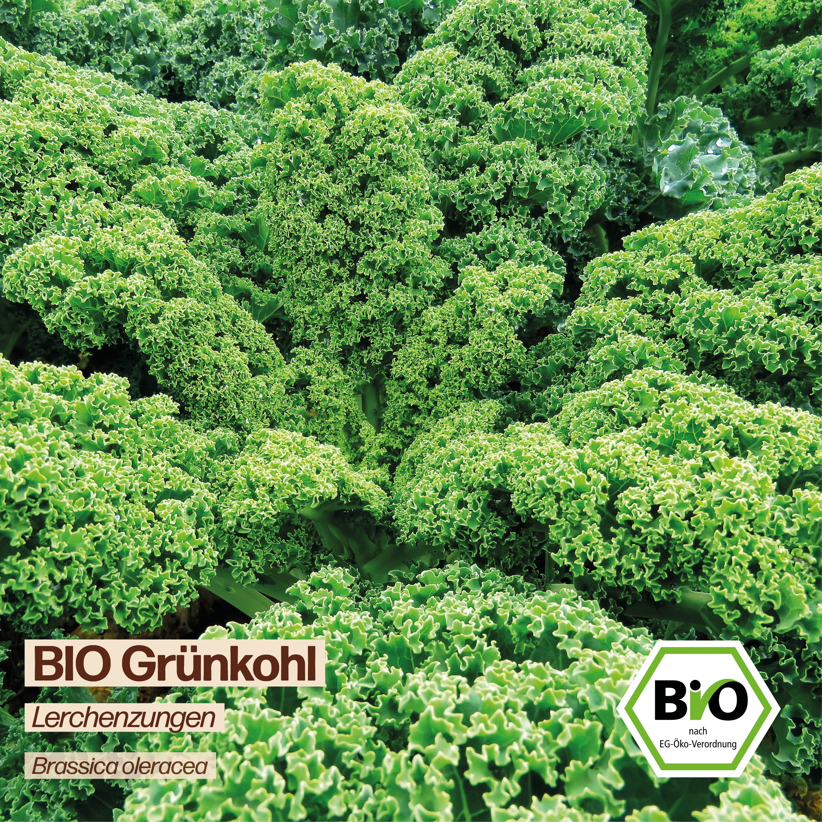 BIO Grünkohl "Lerchenzungen"
