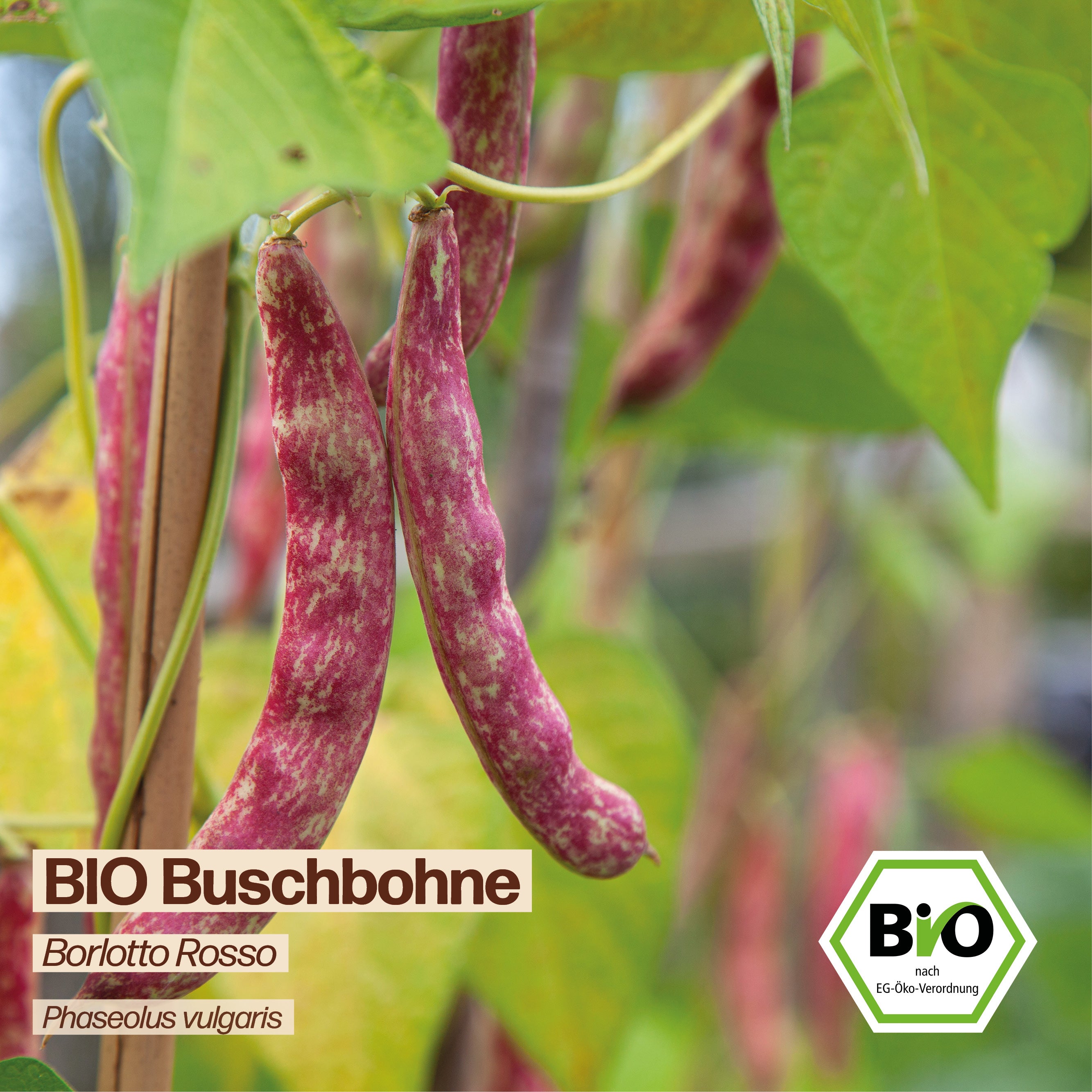 BIO Bohne "Borlotto Rosso"
