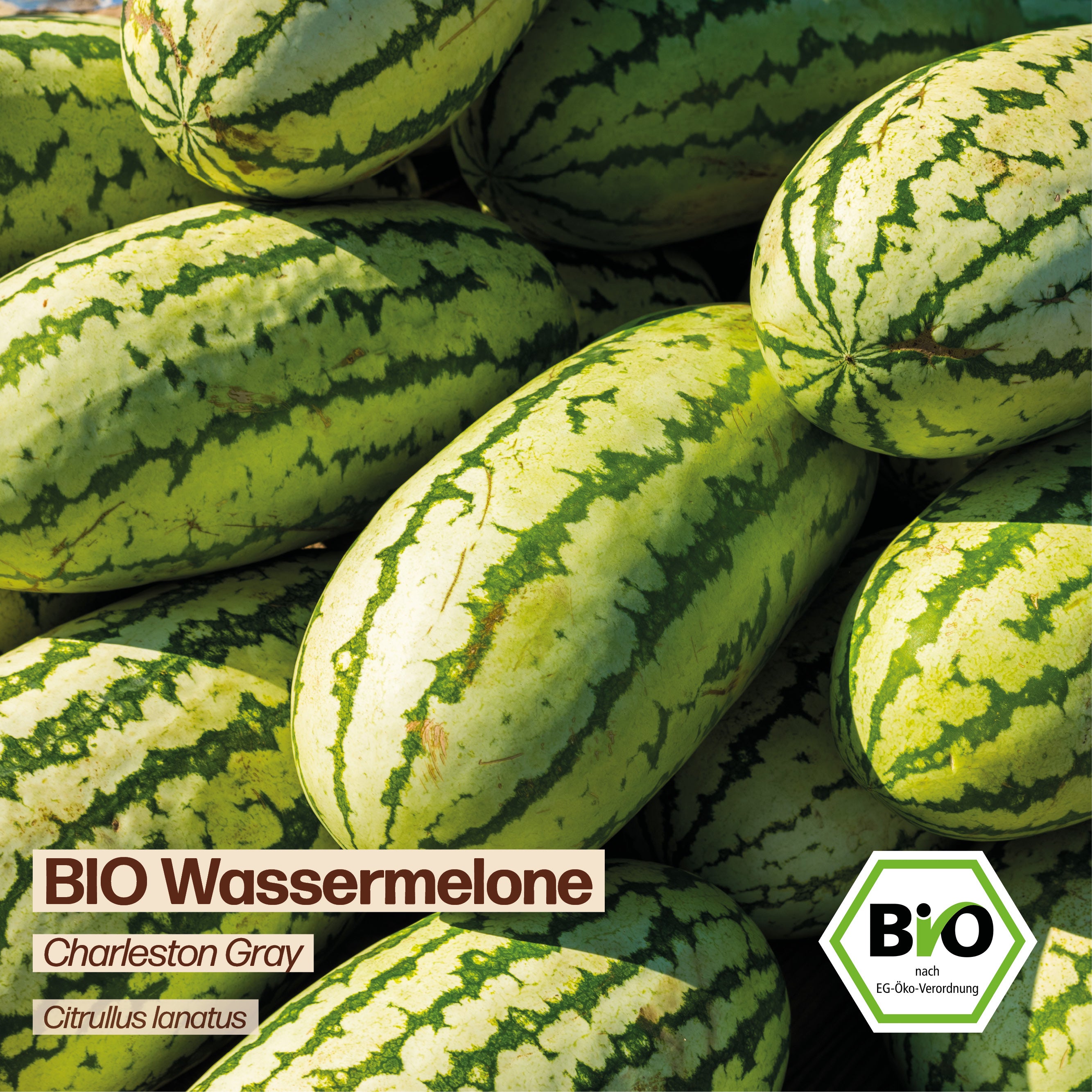 BIO Melone "Charleston Gray"