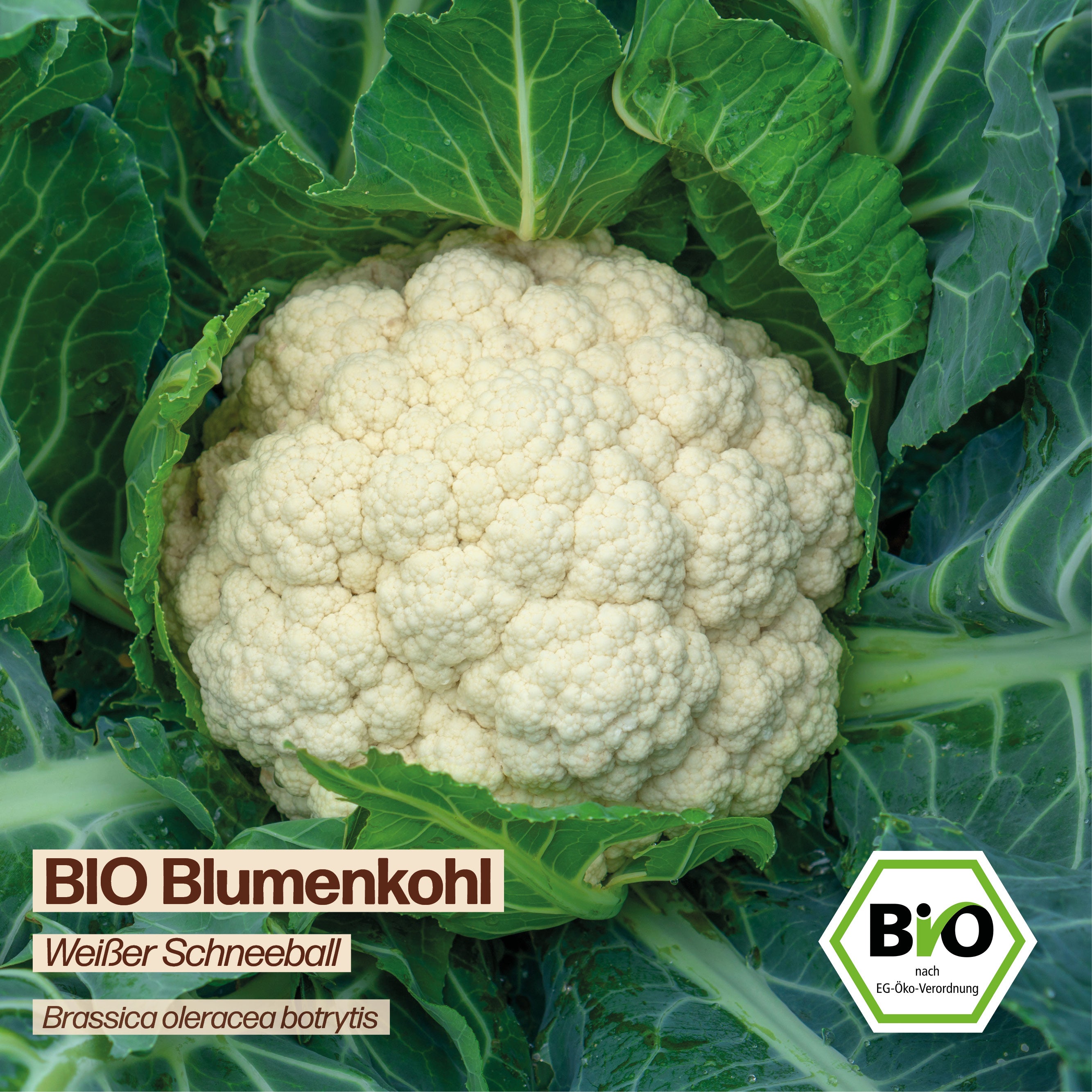 BIO Blumenkohl "Weißer Schneeball"