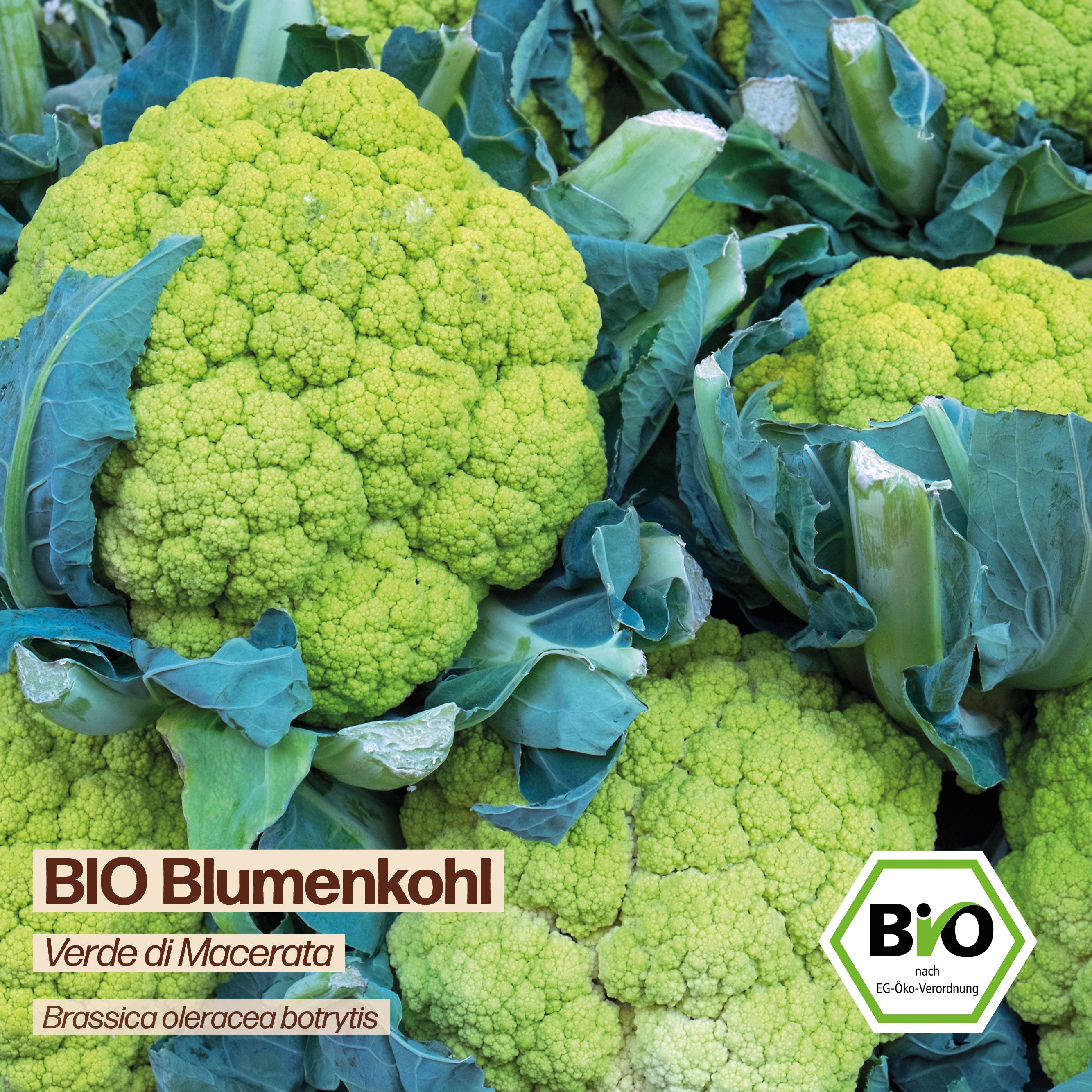 BIO Blumenkohl "Verde di Macerata"