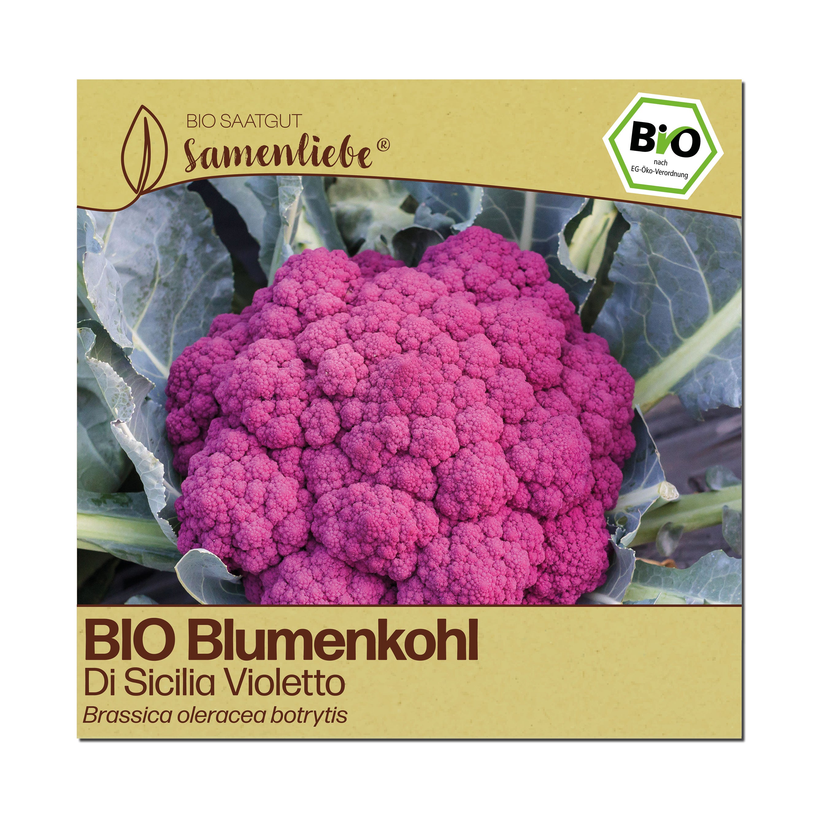 BIO Blumenkohl "Di Sicilia Violetto"
