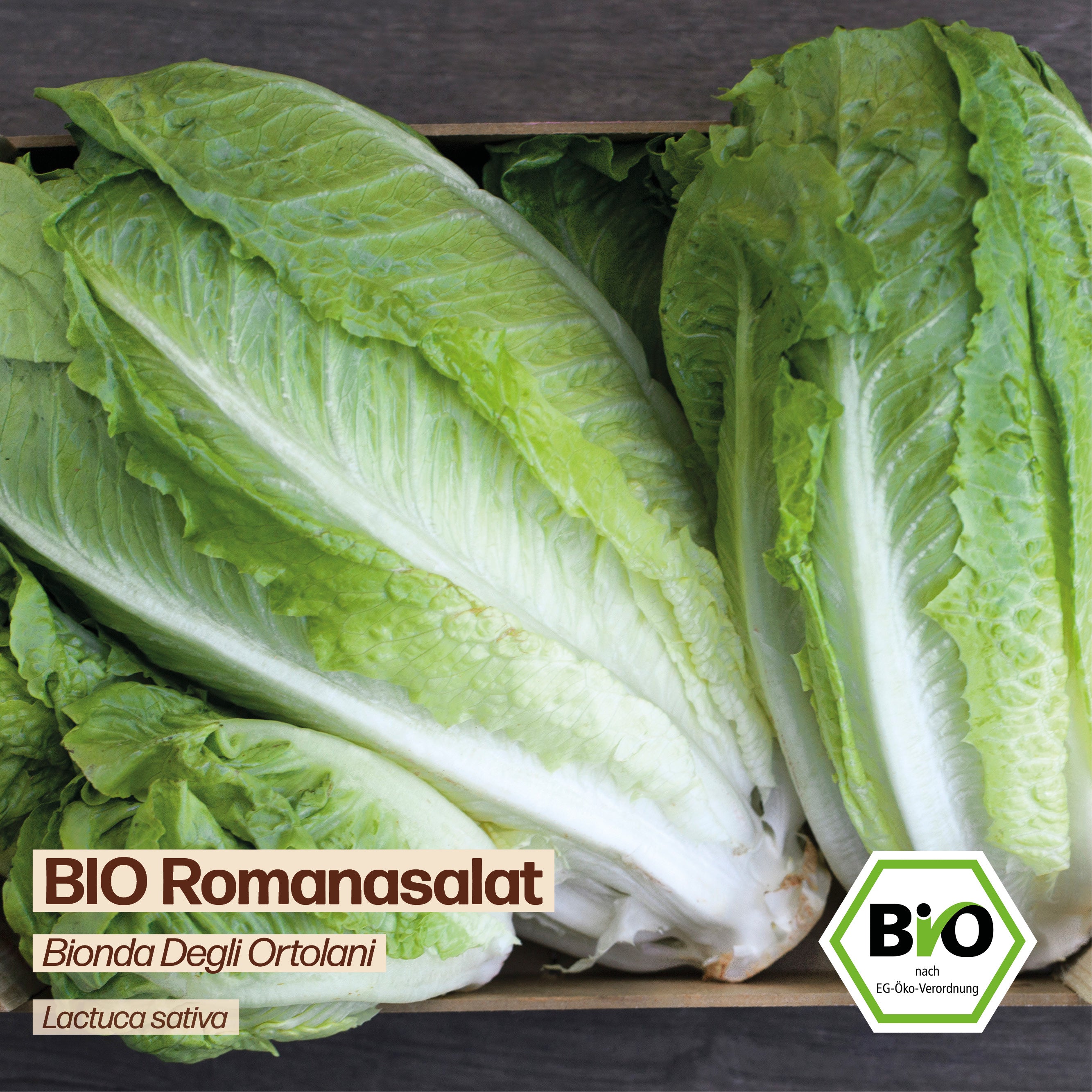 BIO Salat "Bionda Degli Ortolani"