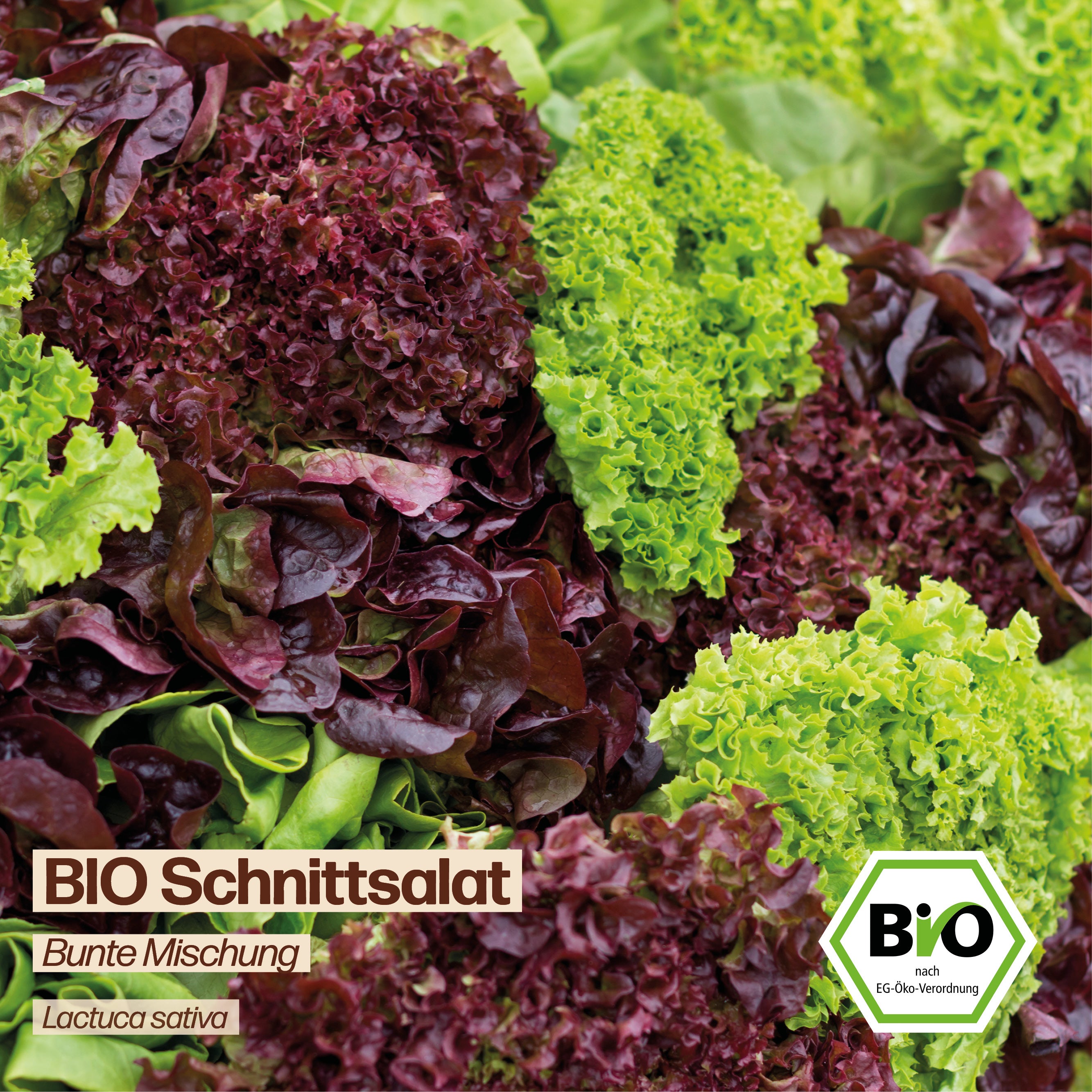 BIO Salat "Bunte Mischung"