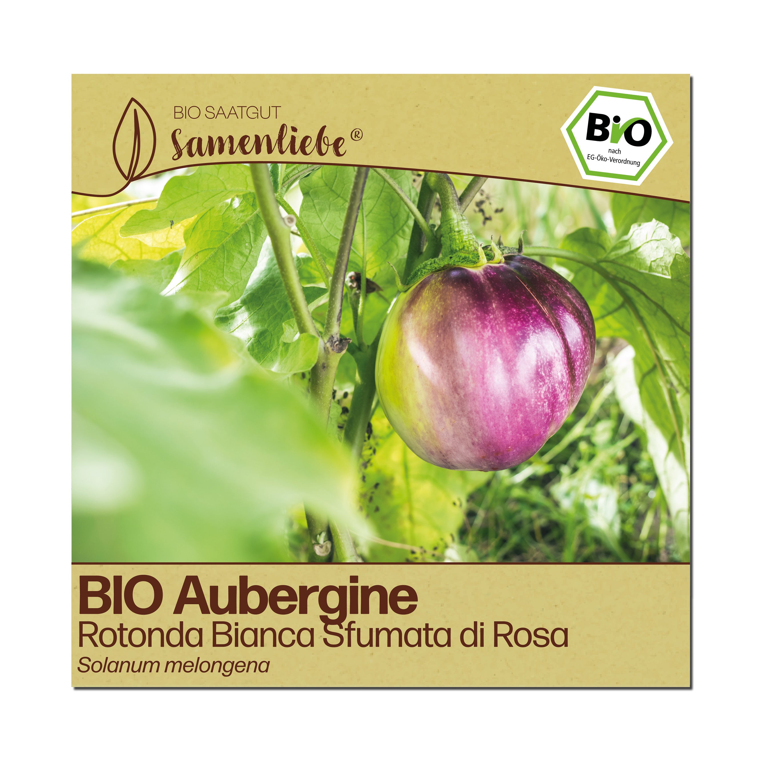 BIO Aubergine "Rotonda Bianca Sfumata di Rosa"