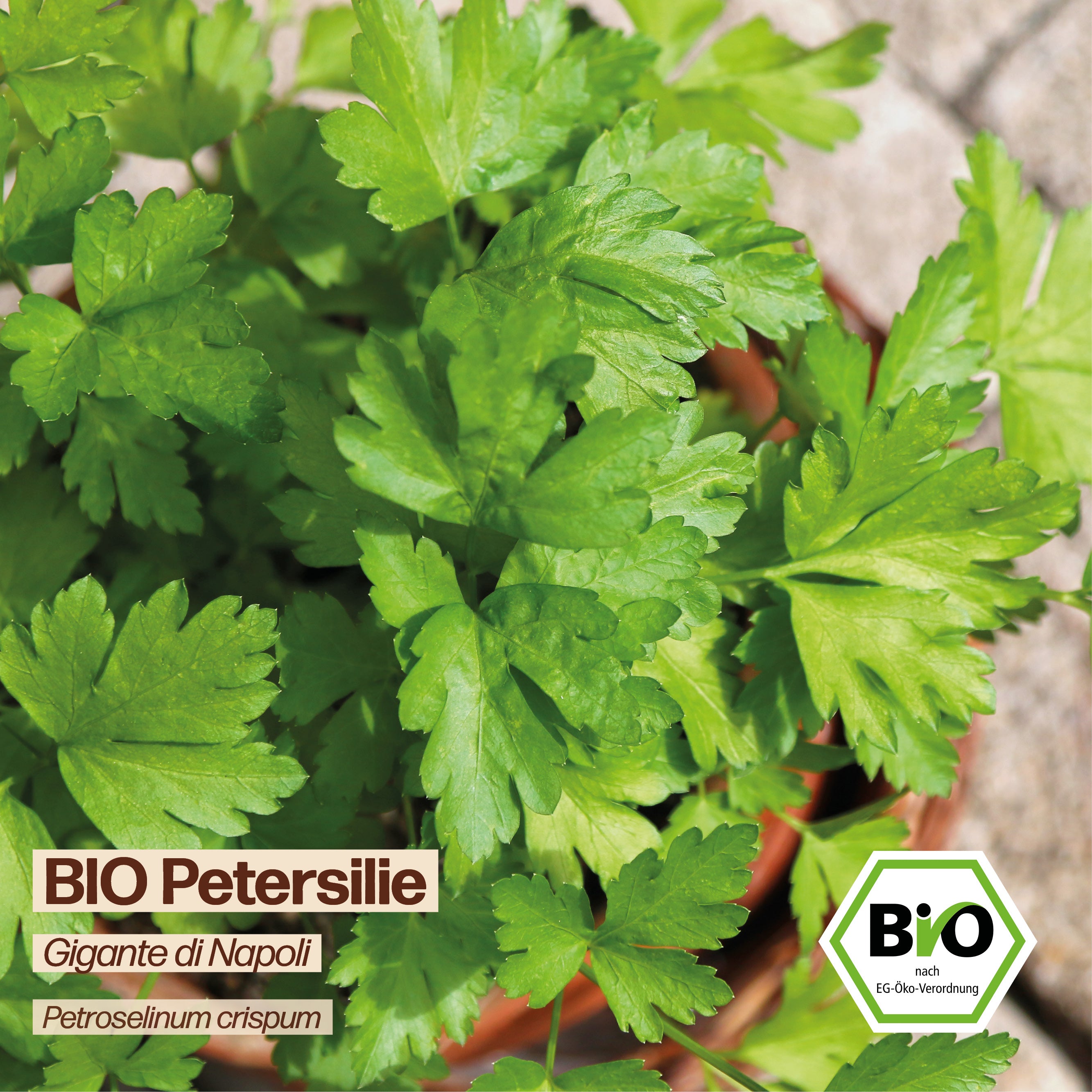 BIO Petersilie "Gigante di Napoli"