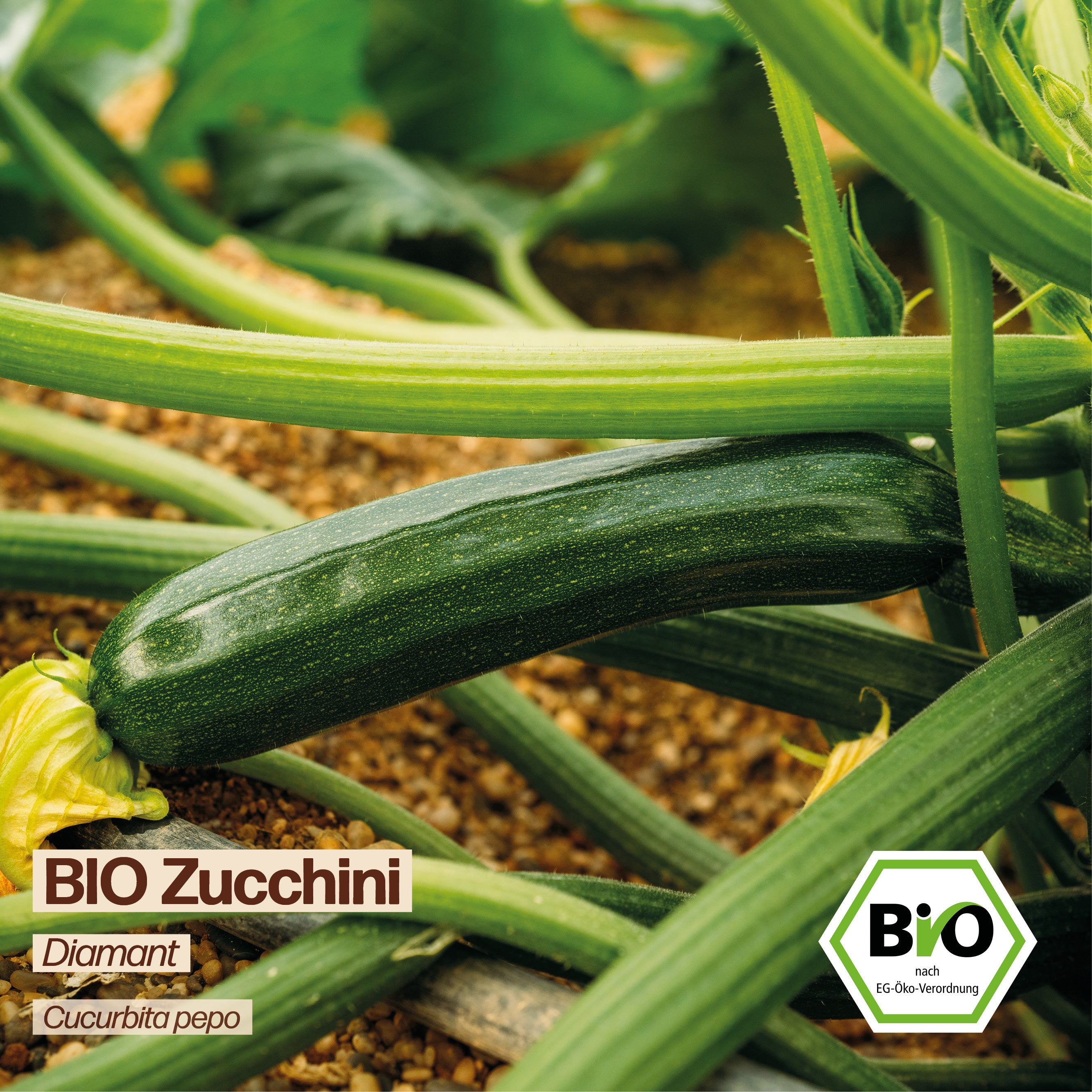 BIO Zucchini "Diamant"