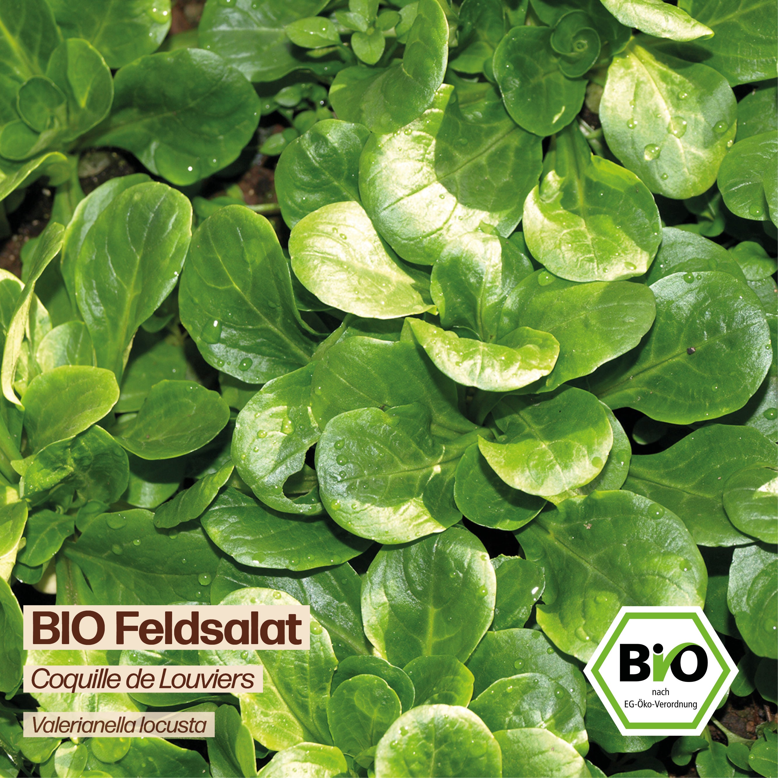 BIO Feldsalat "Coquille de Louviers"