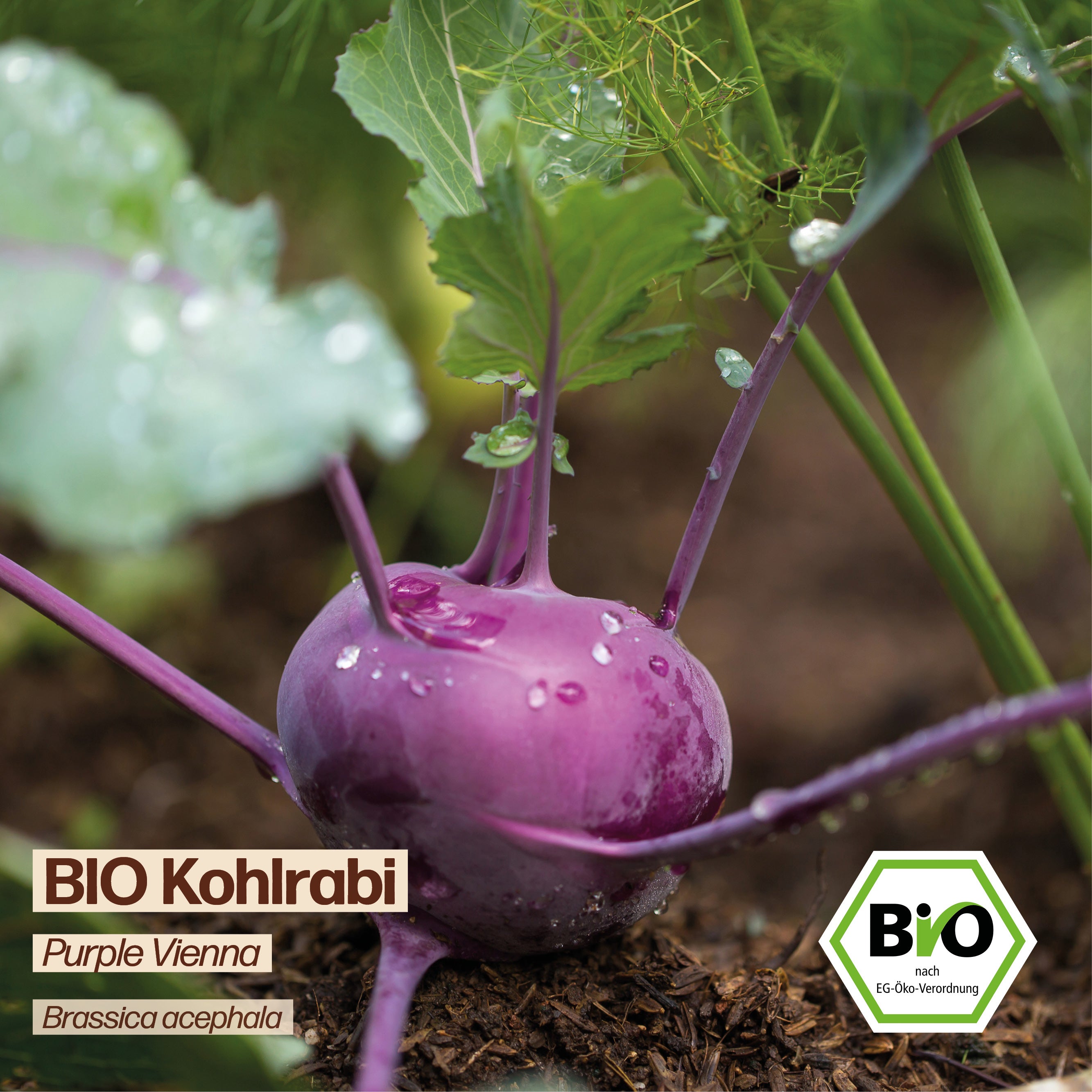 BIO Kohlrabi "Purple Vienna"