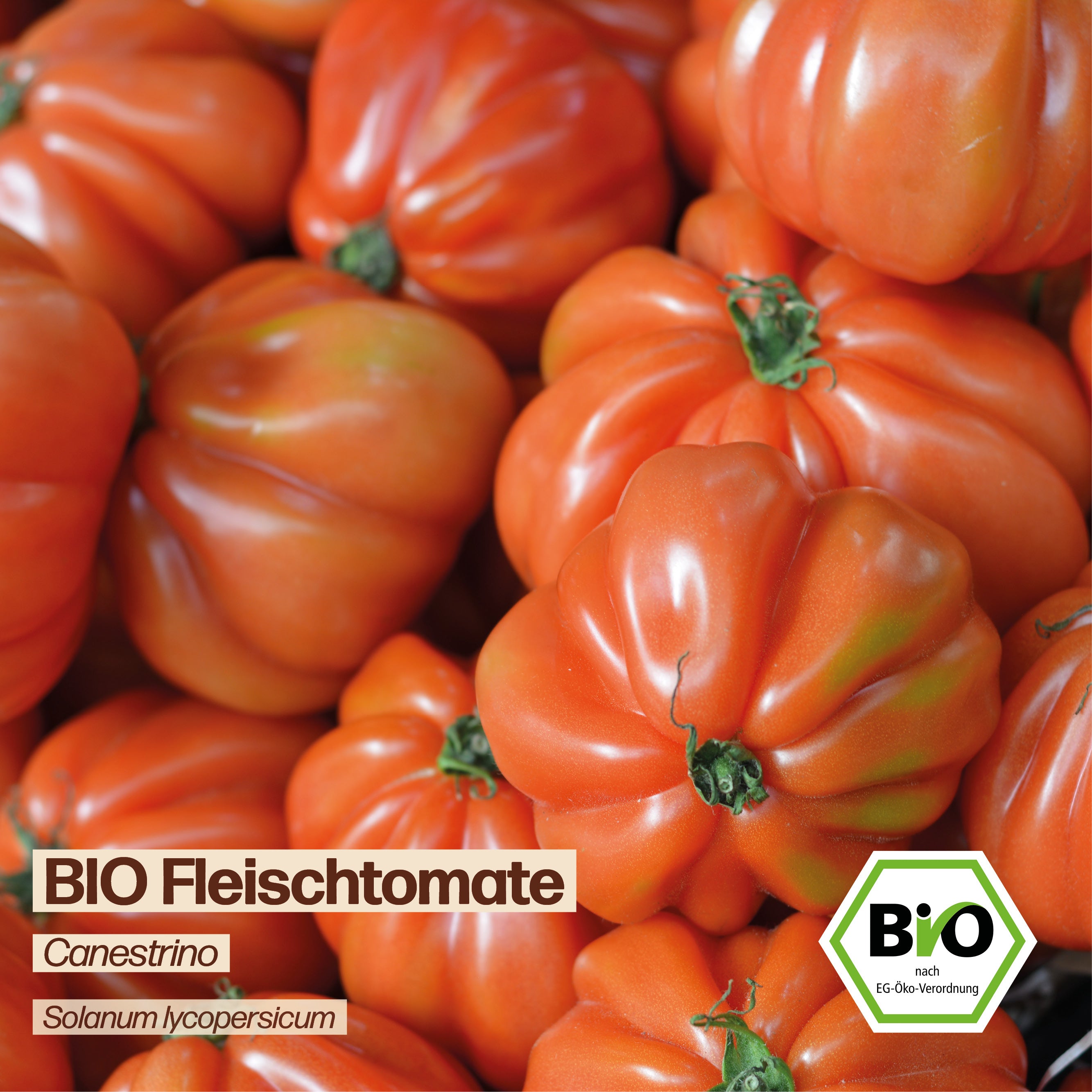 BIO Tomate "Canestrino"