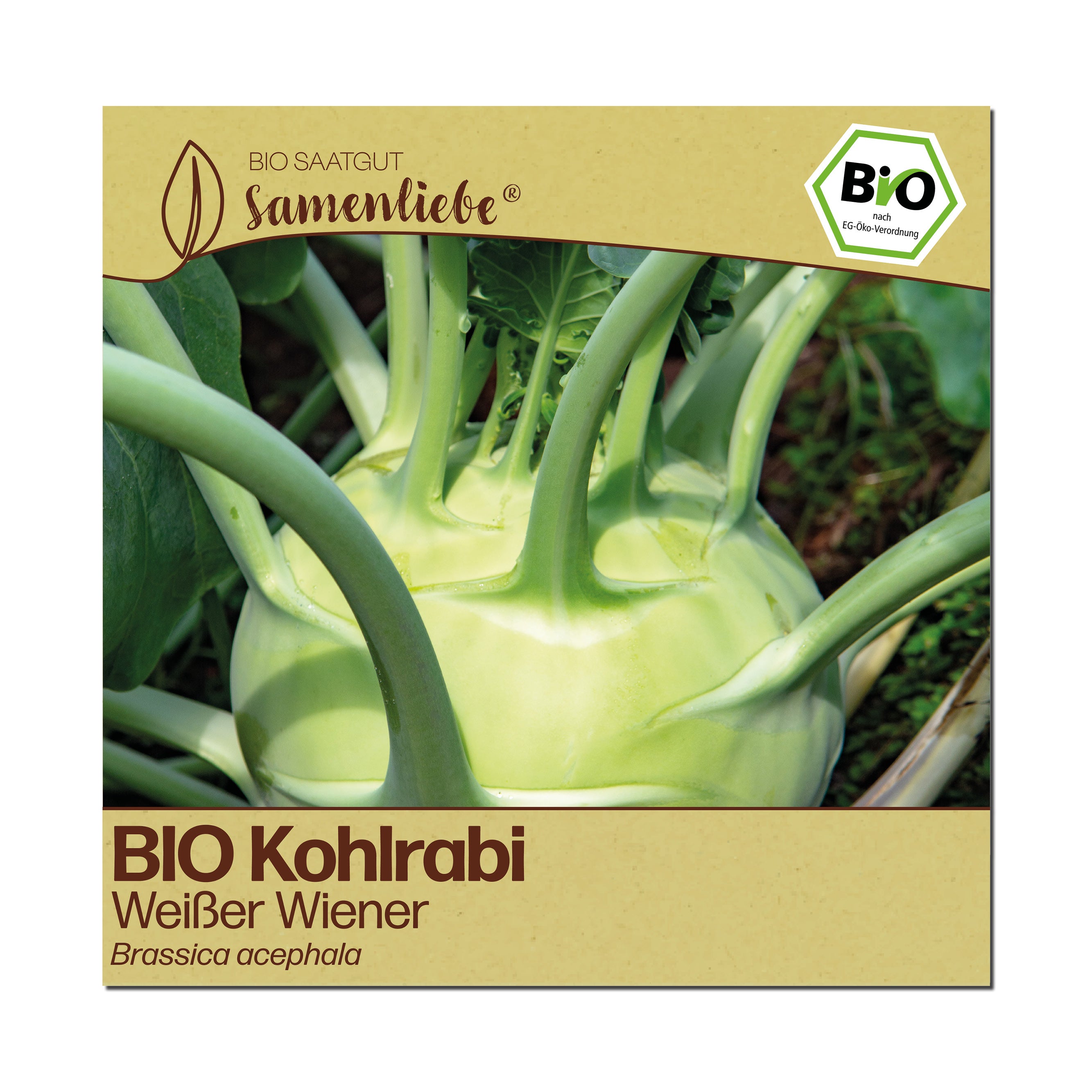 BIO Kohlrabi "Weißer Wiener"