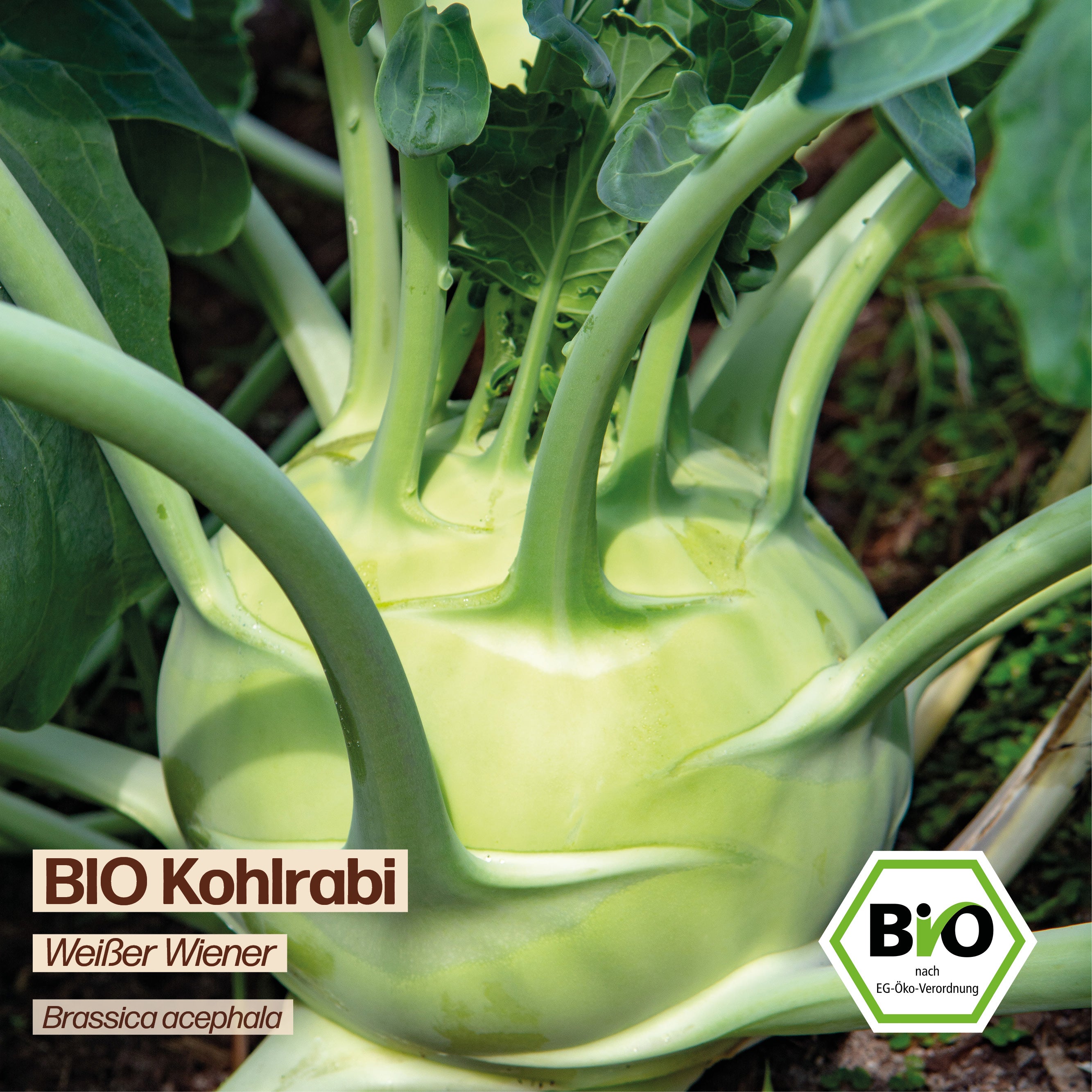 BIO Kohlrabi "Weißer Wiener"