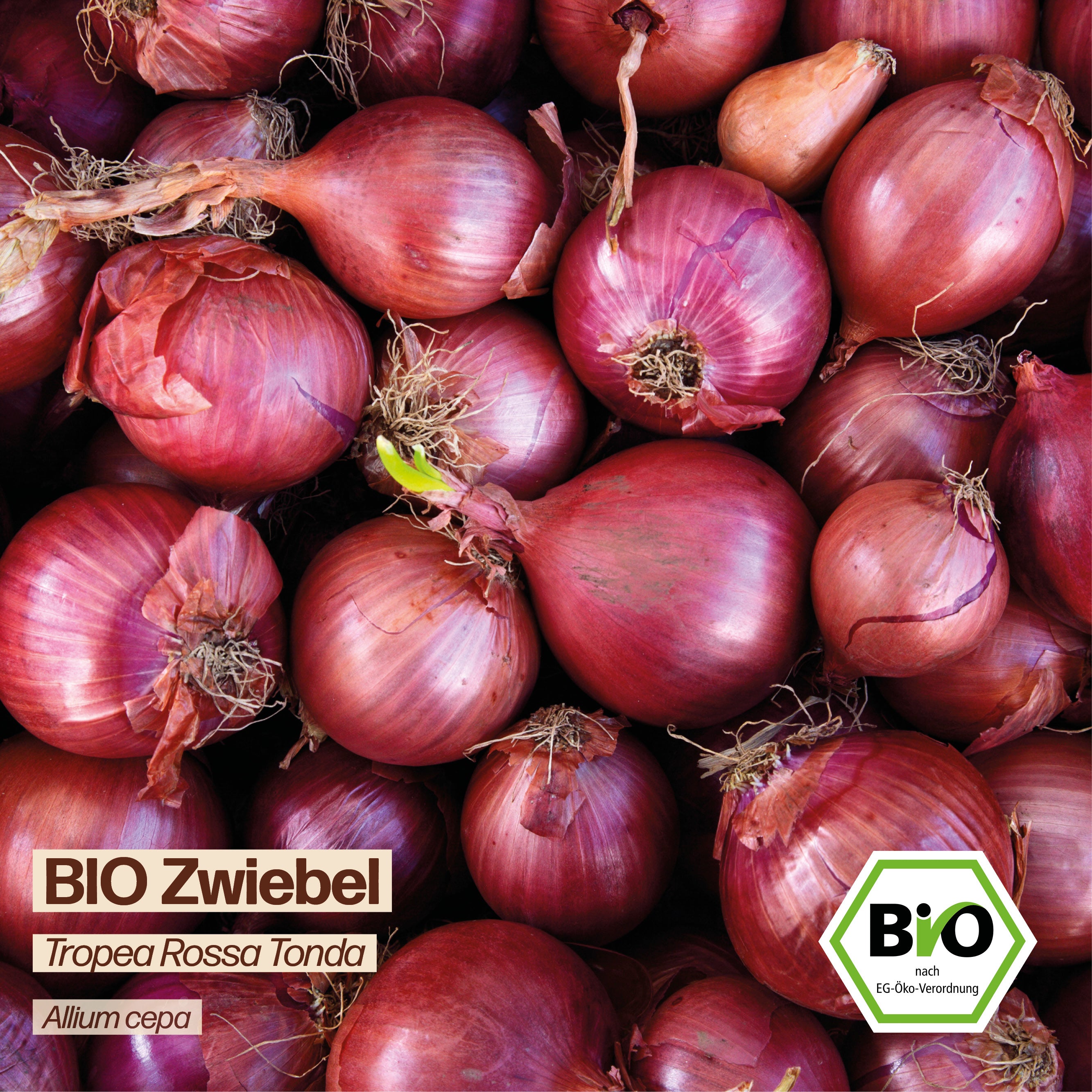 BIO Zwiebel "Tropea Rossa Tonda"