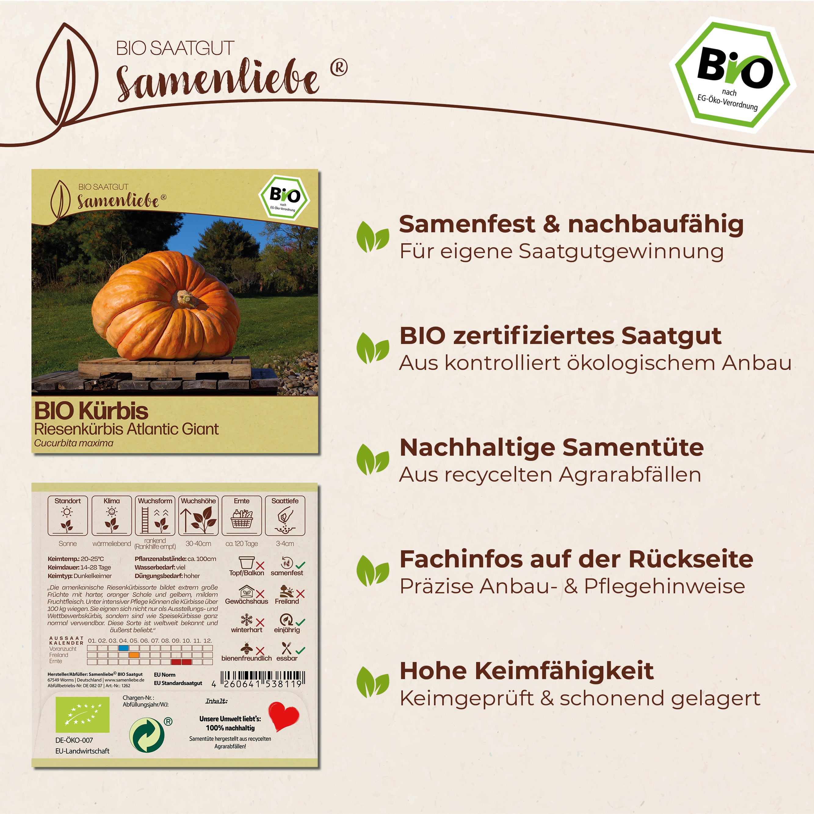 BIO Kürbis "Atlantic Giant"