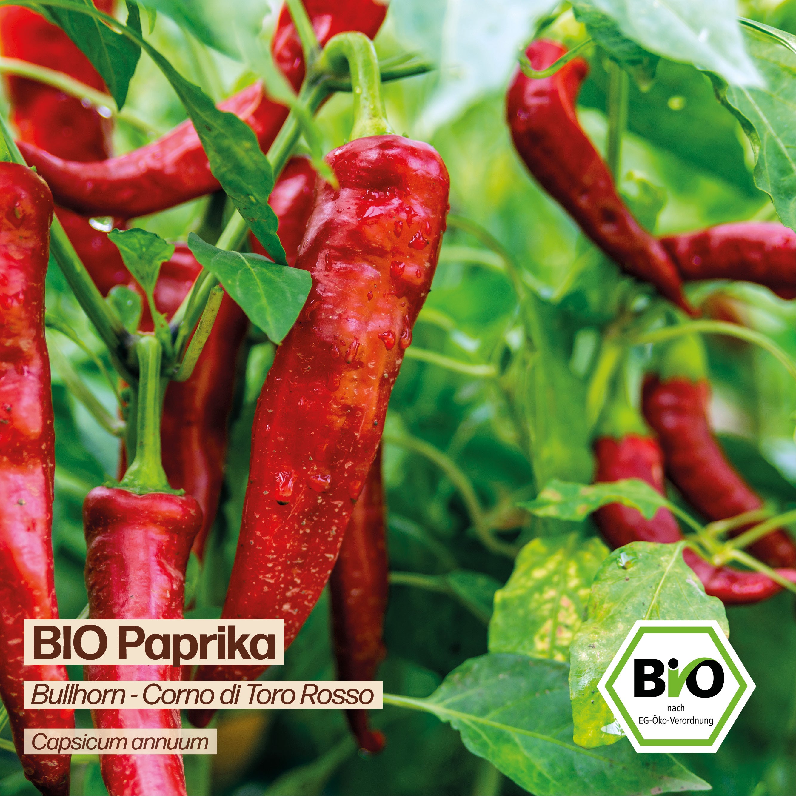 BIO Paprika "Corno di Toro Rosso"