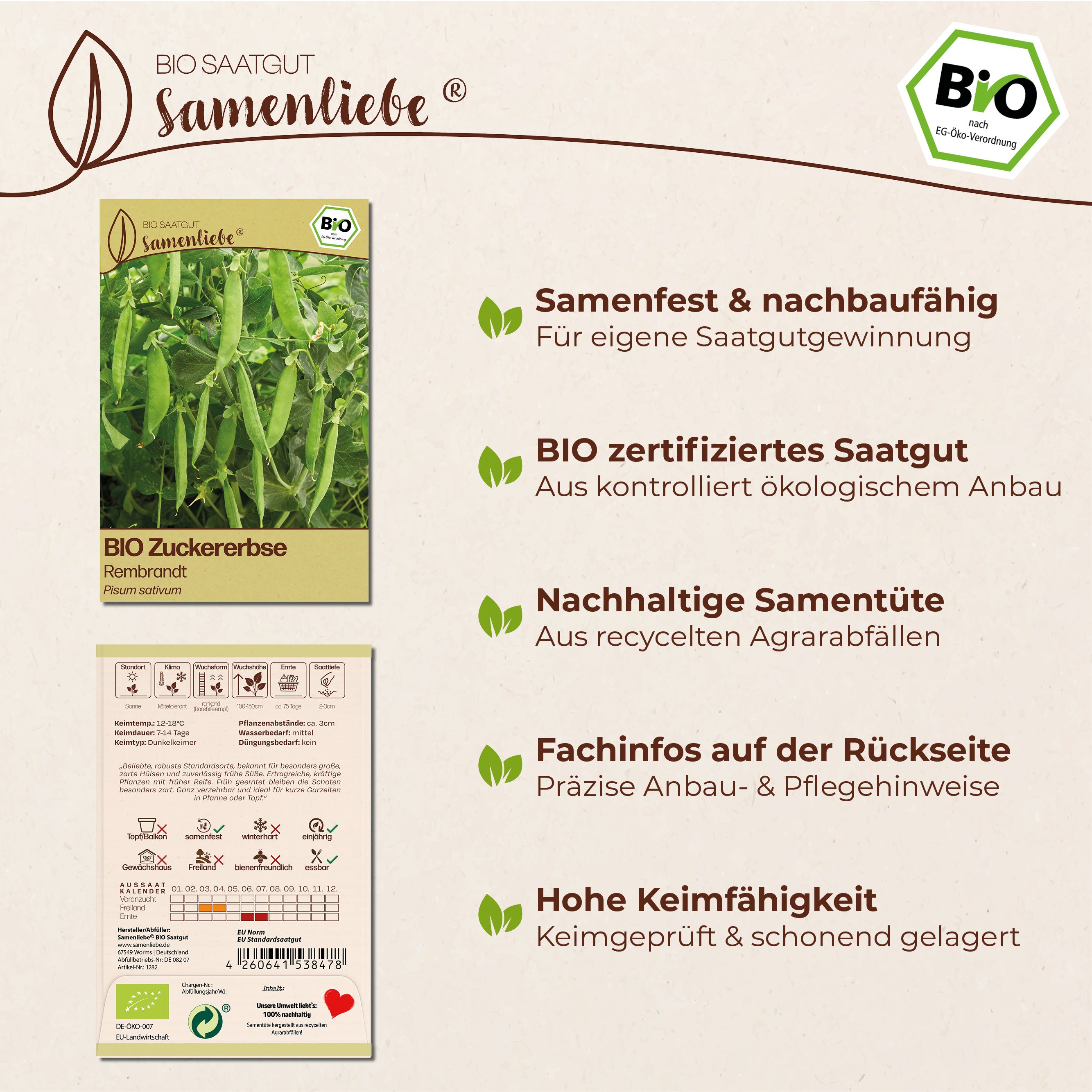 BIO Erbse "Rembrandt"
