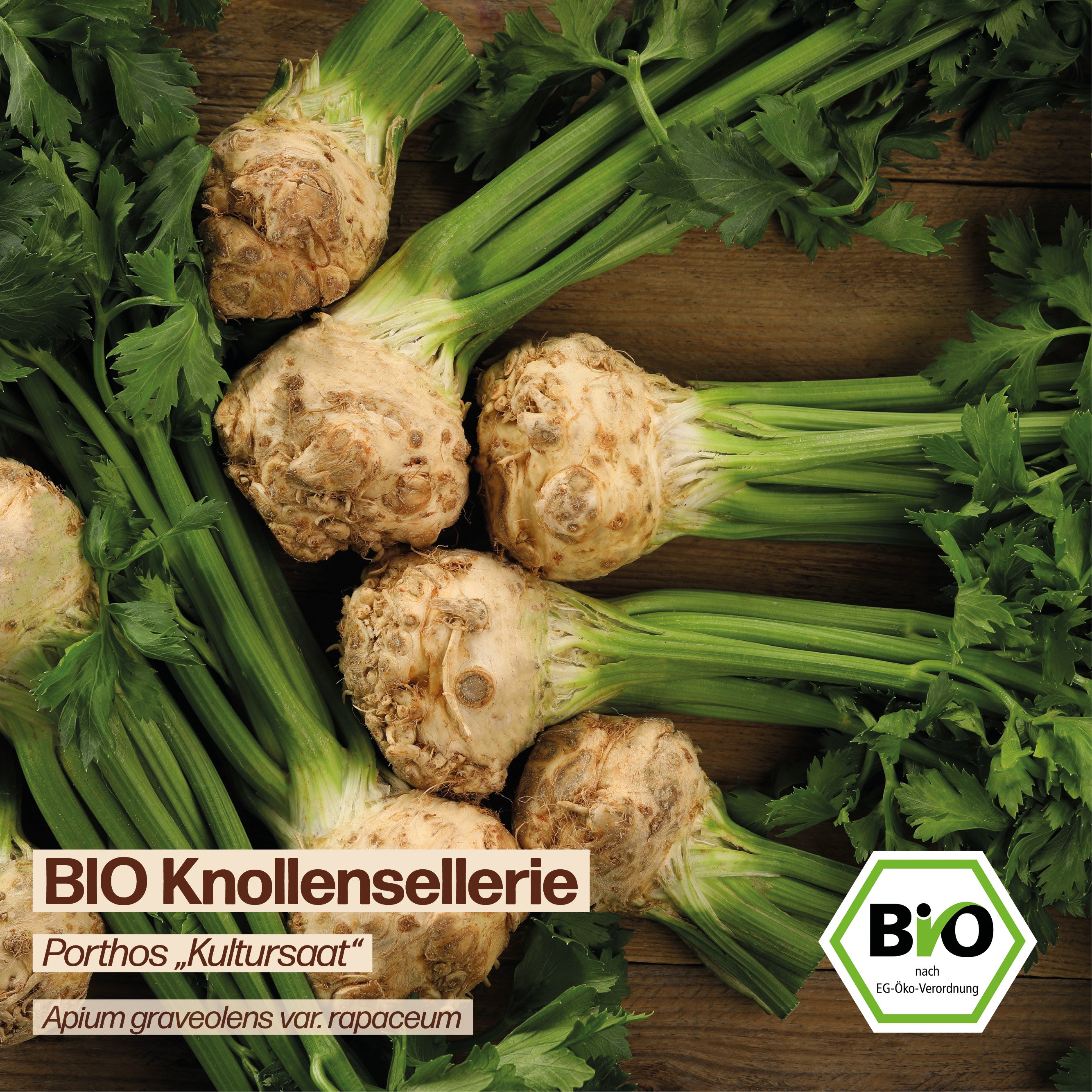 BIO Knollensellerie "Porthos - Kultursaat"