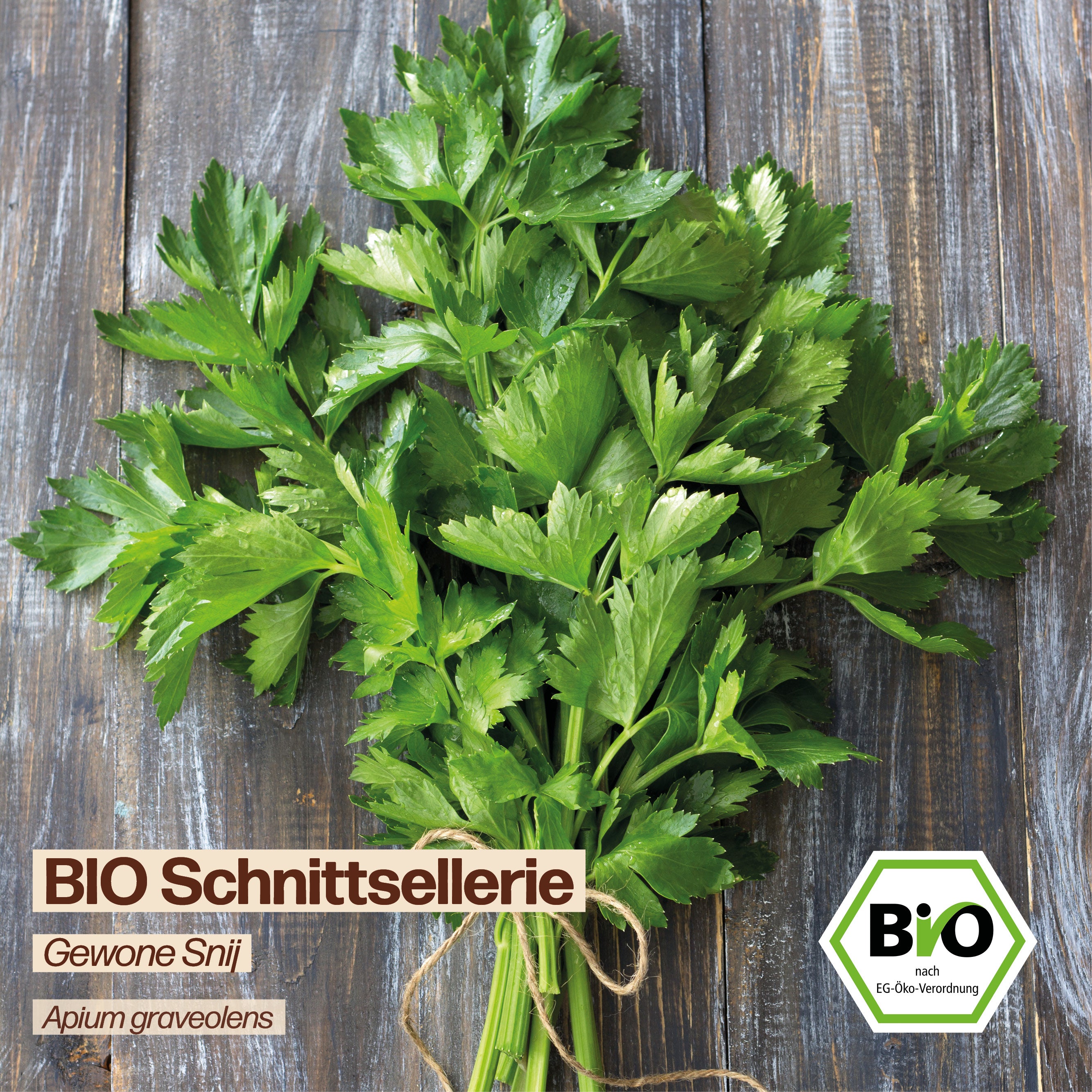 BIO Schnittsellerie "Gewone Snij"